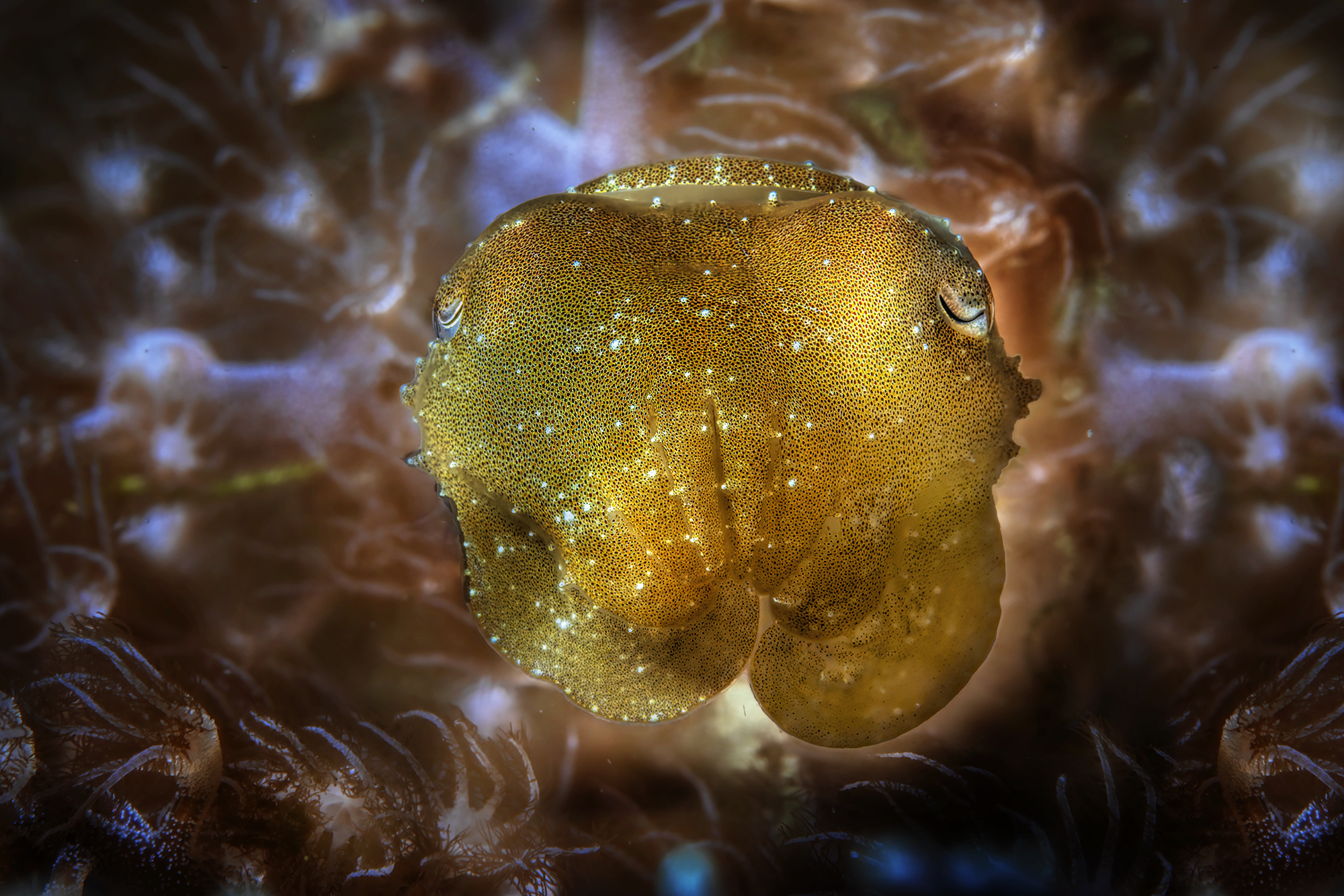 baby cuttlefish