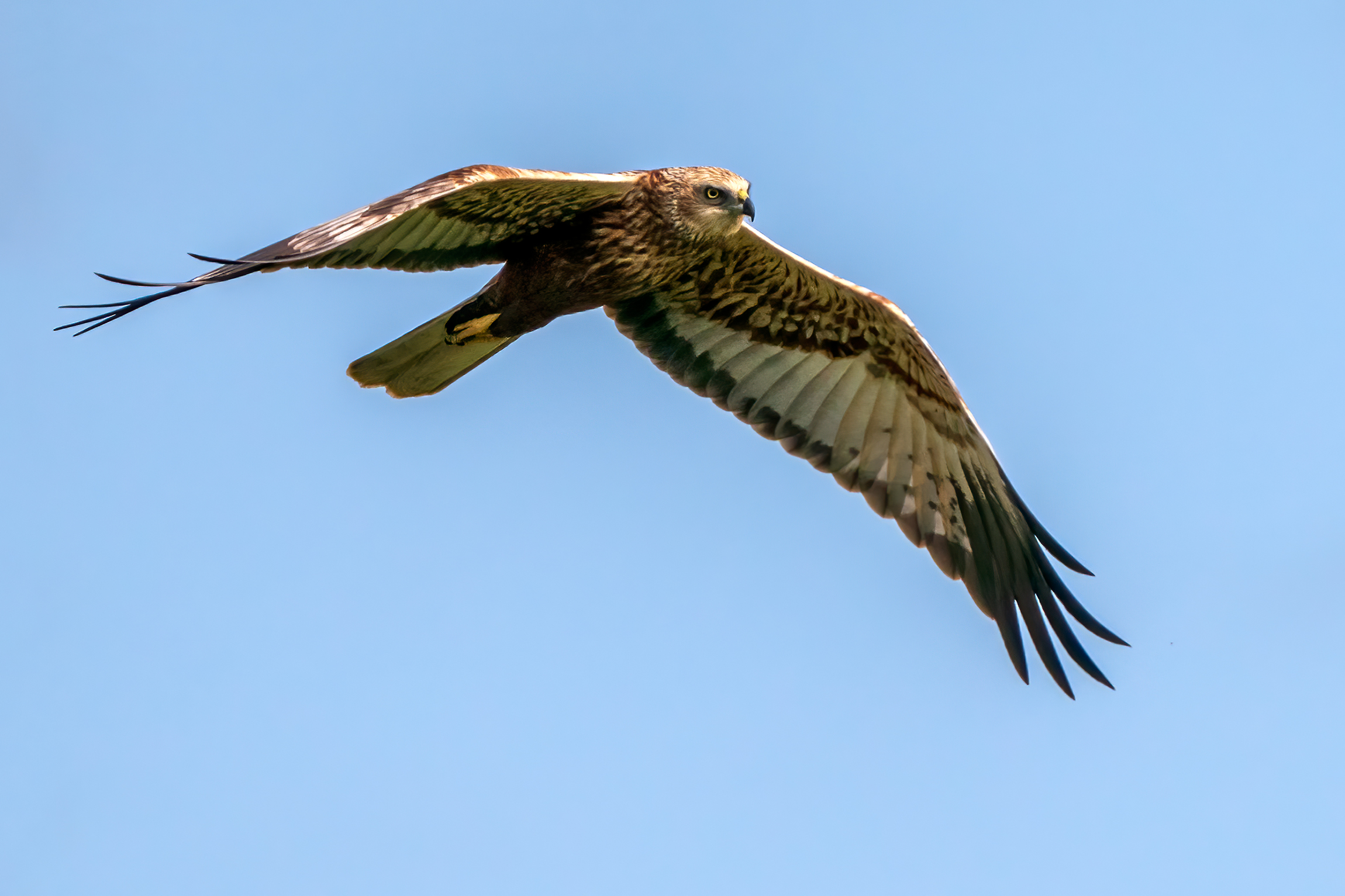 Falco di palude maschio