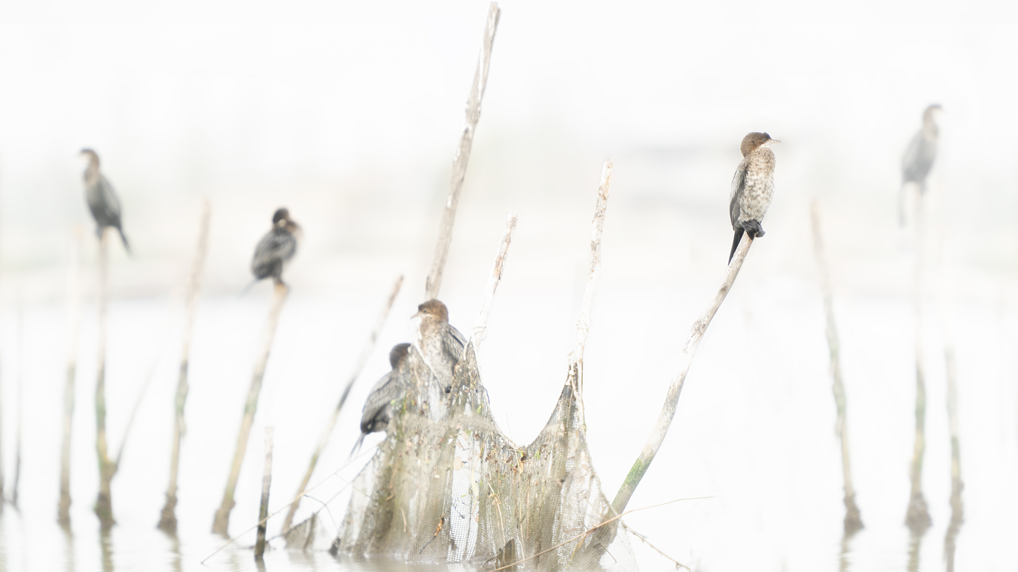 cormorani & marangoni  delta del Po