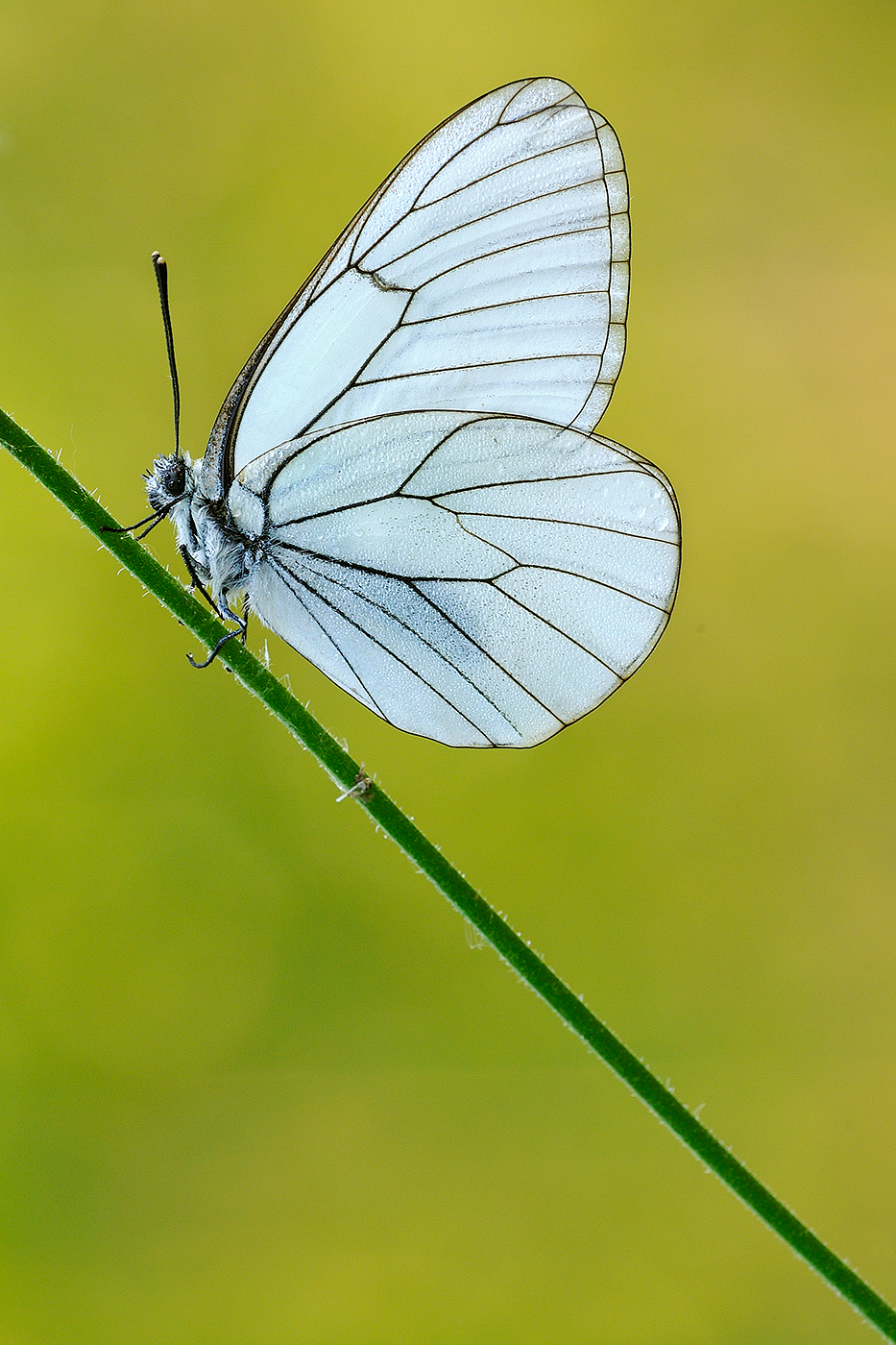 transparent elegance