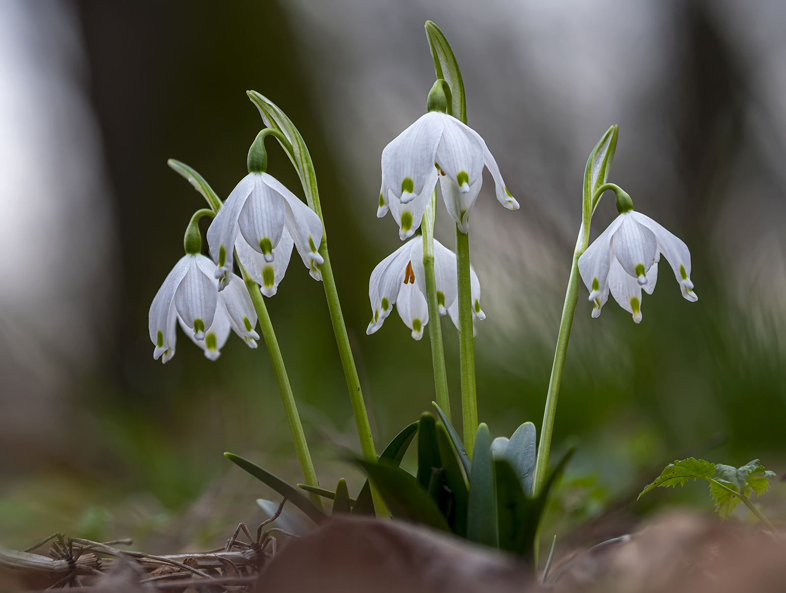 Leucojum vernum
