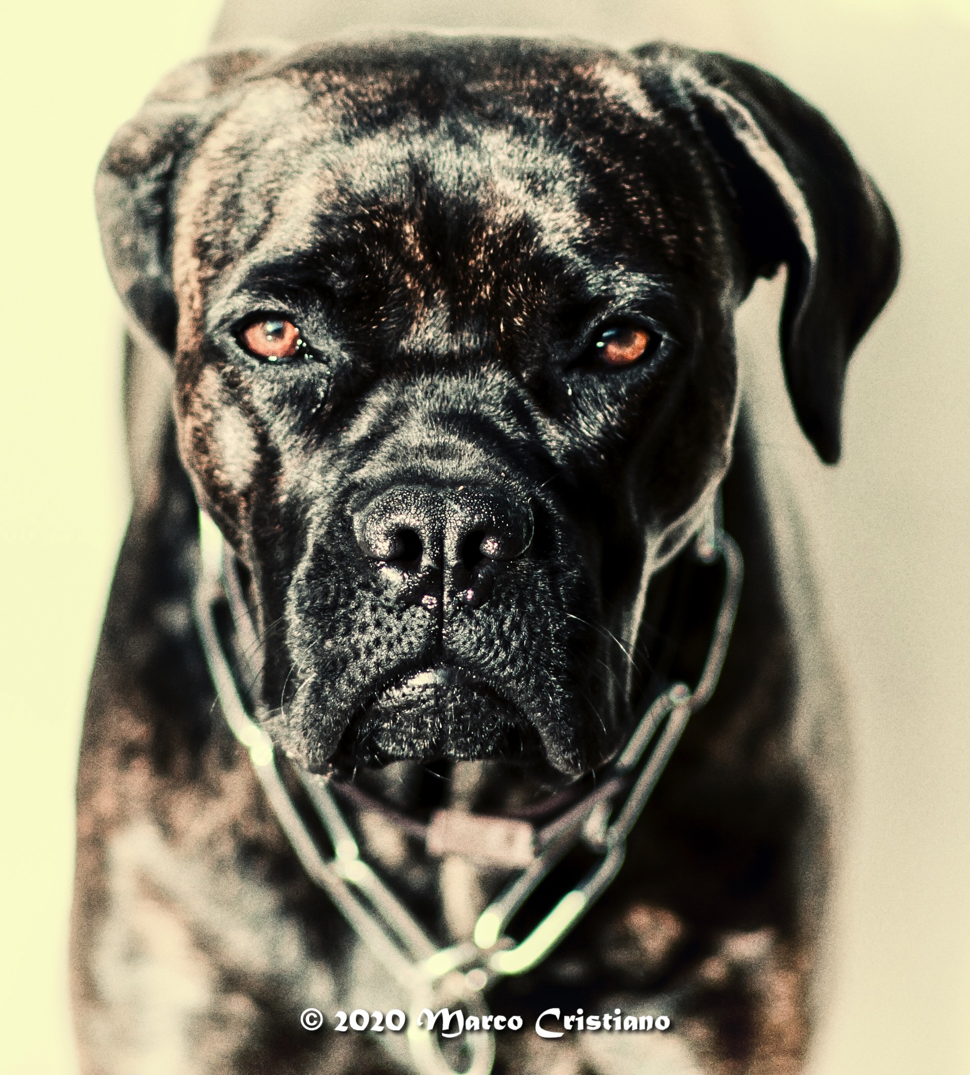 Non fate arrabbiare la mia Jujù...