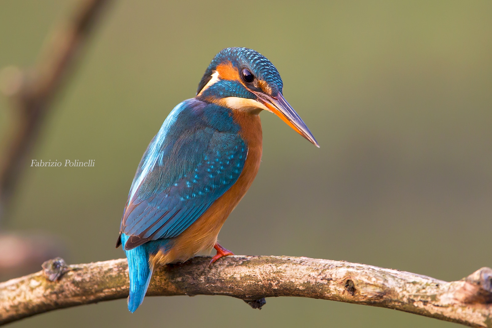 Kingfisher