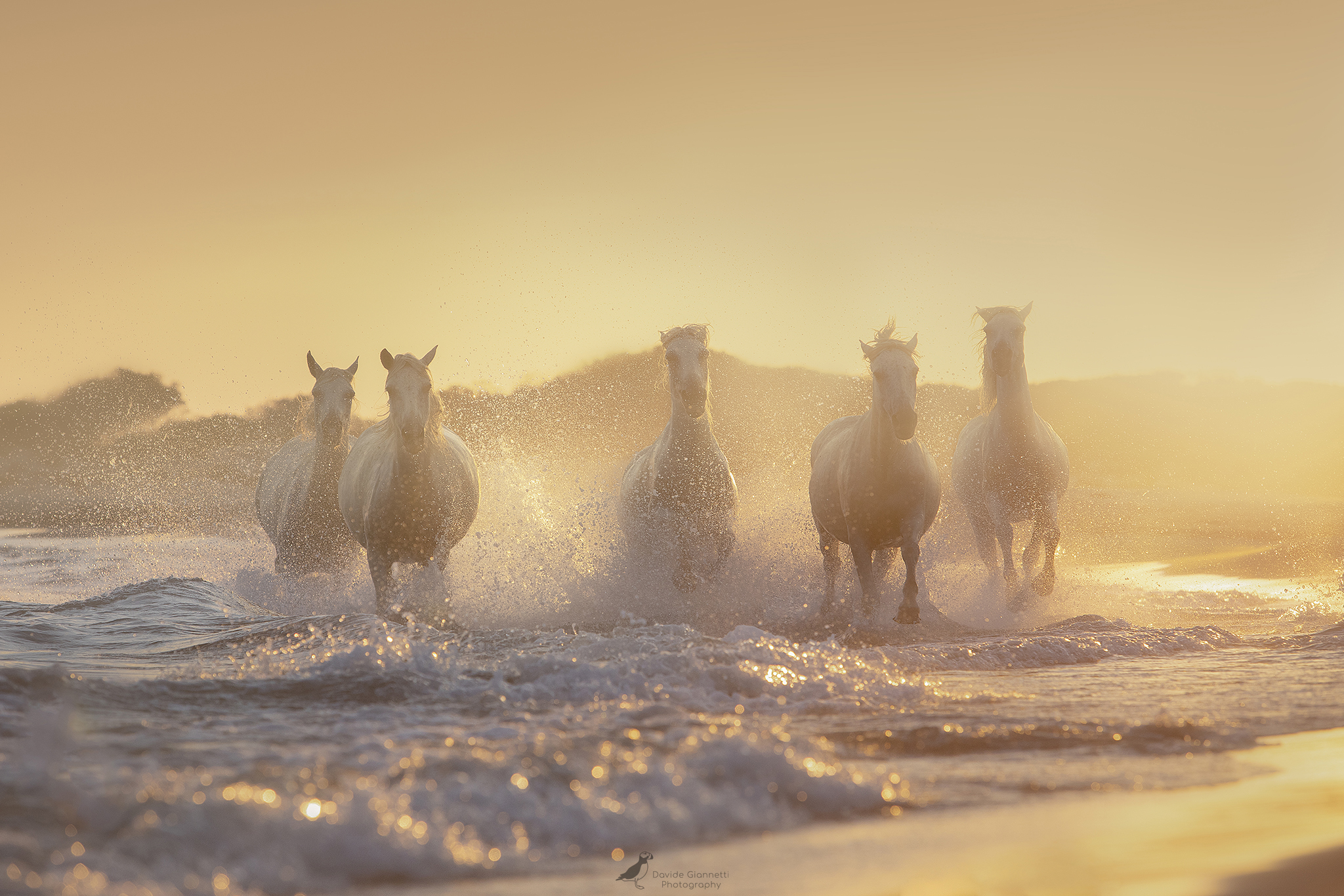 The Legendary Horses 3 of 3