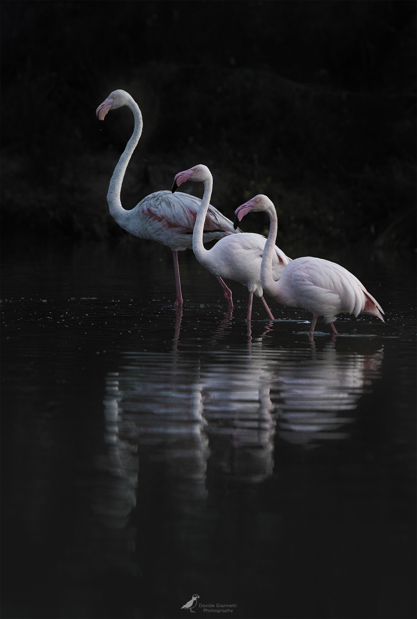 The Three Musketeers