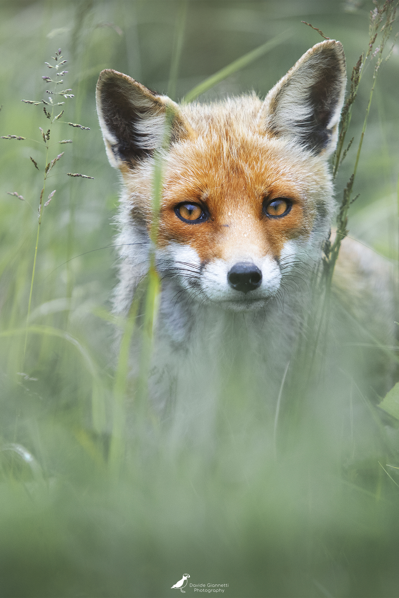 Red Fox