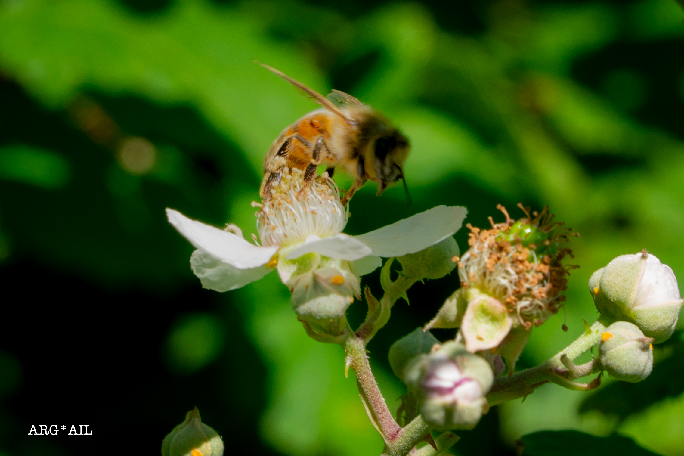 Bee 2
