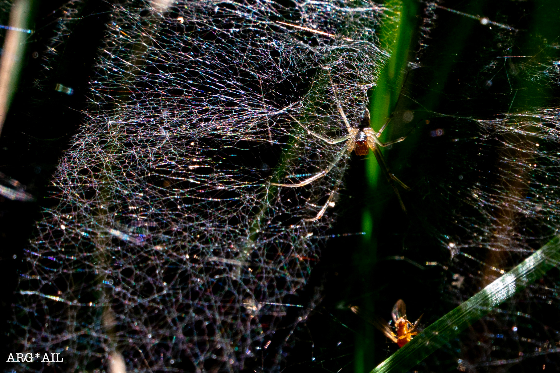 Spider on canvas