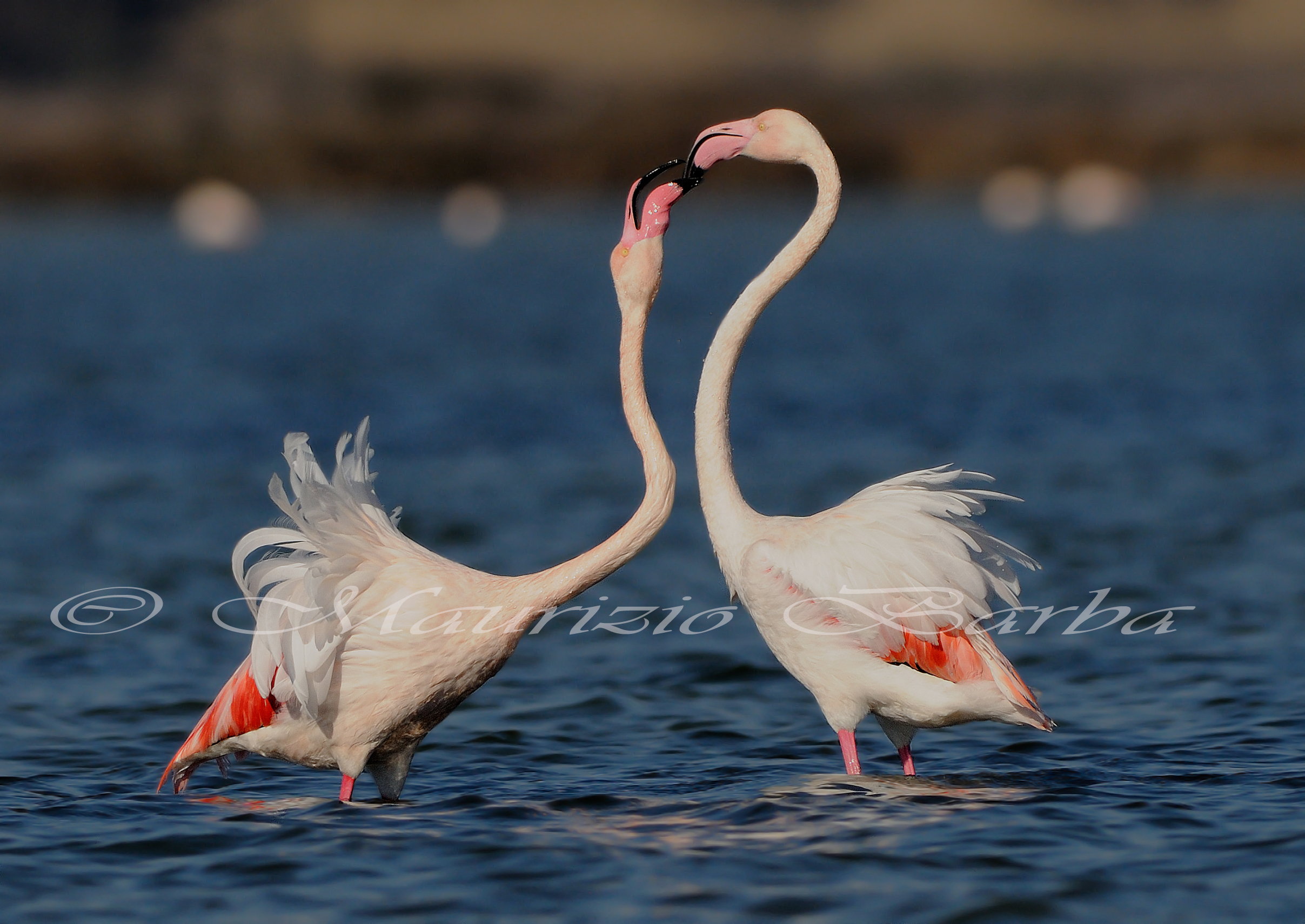 Fenicotteri