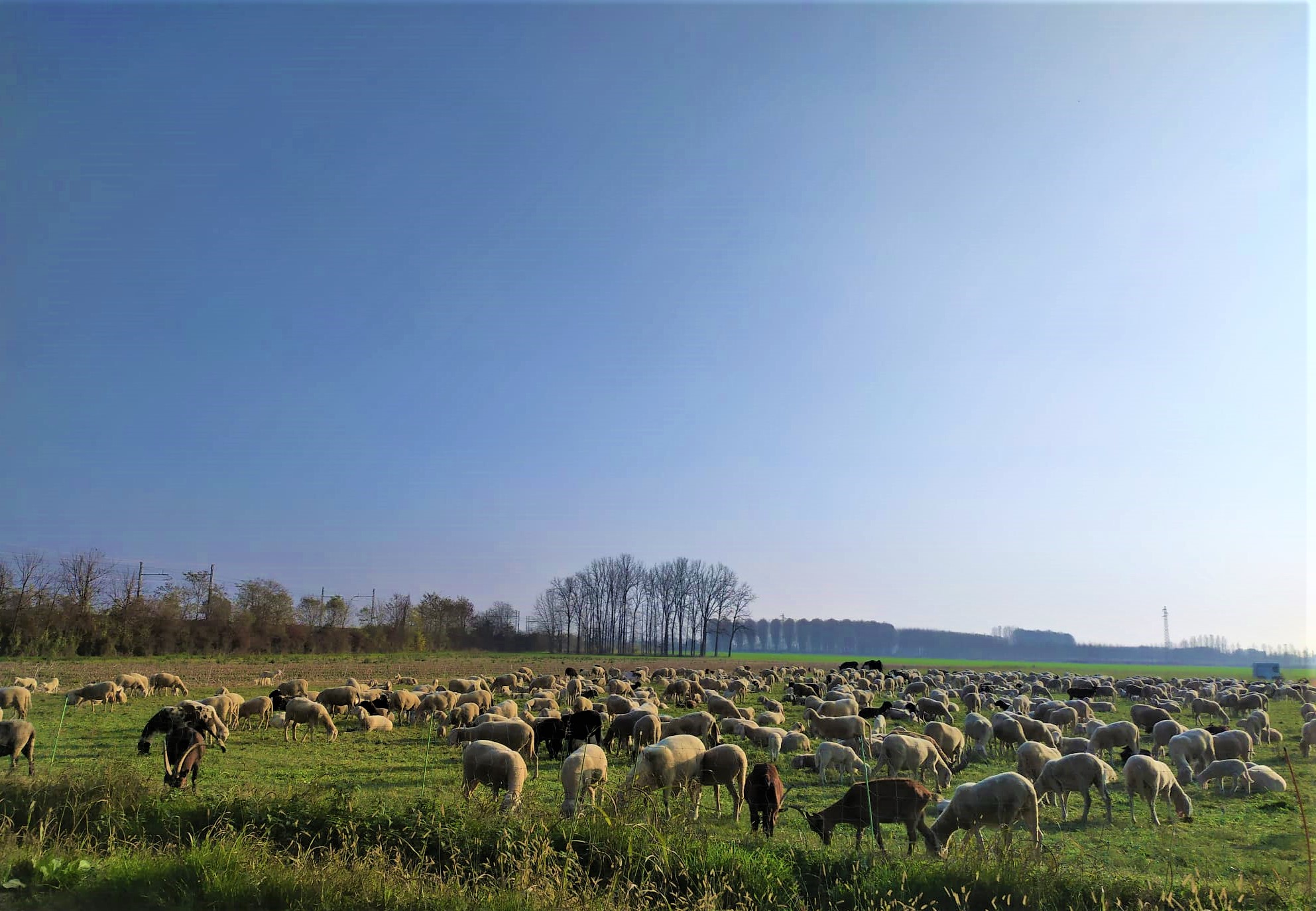 ...gregge di pecore....in citta'...