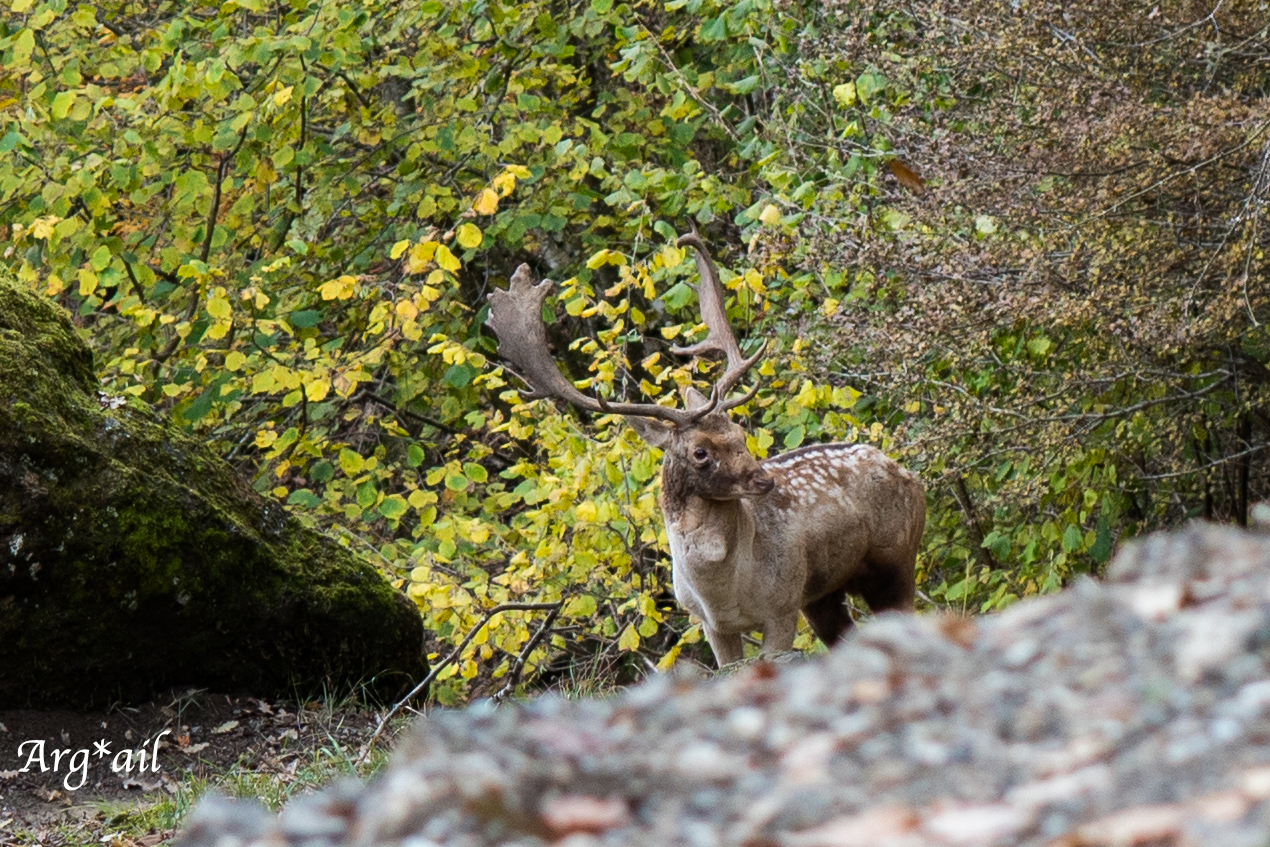 Deer