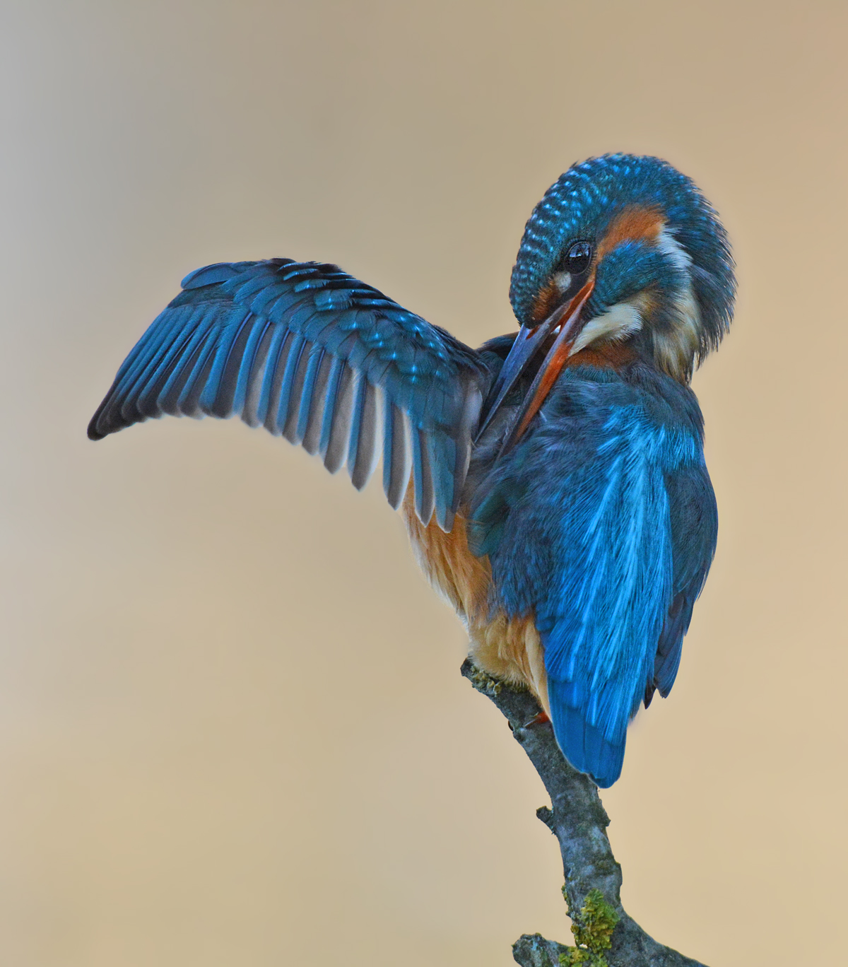 Kingfisher in backlight