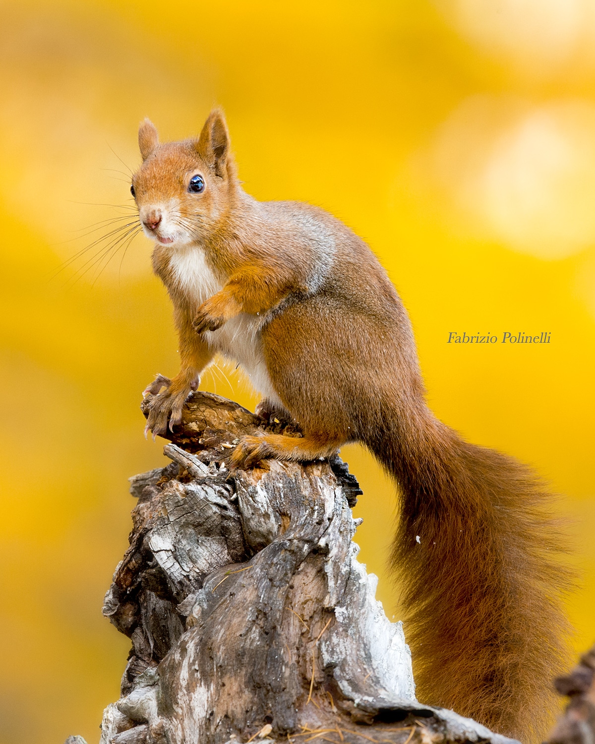 Red squirrel