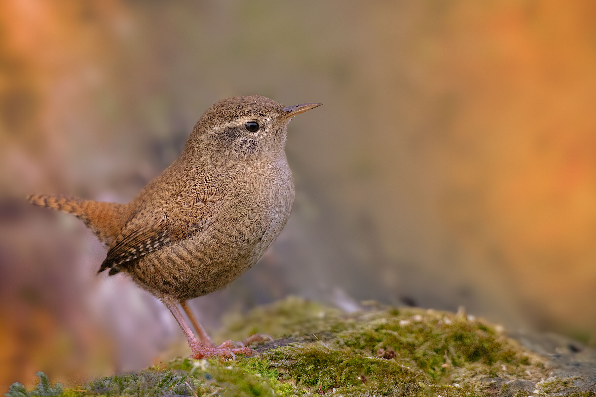 Scricciolo su sfondo autunnale