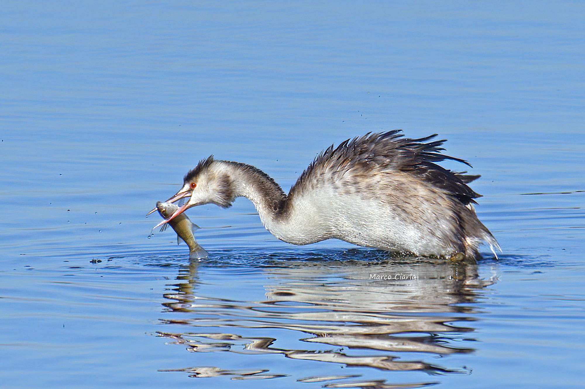 Svasso maggiore (Podiceps cristatus)