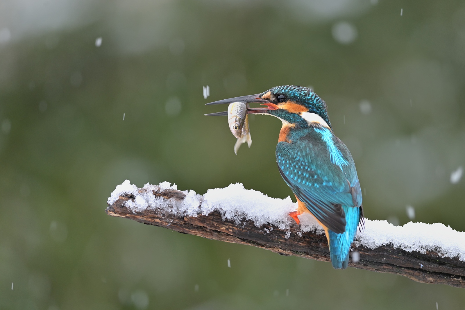 Cacciatore instancabile II