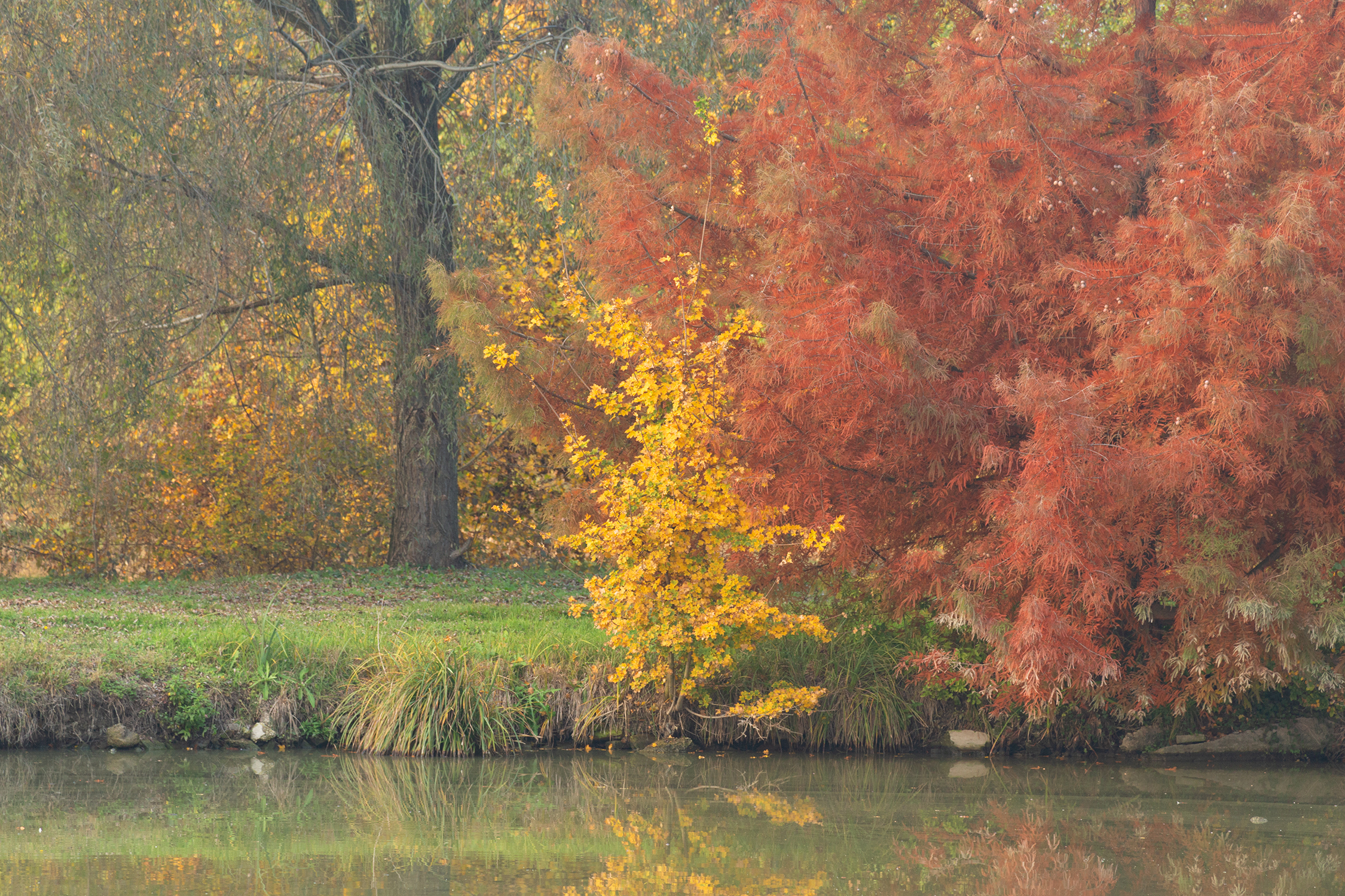 Autumn "macchiaiolo"