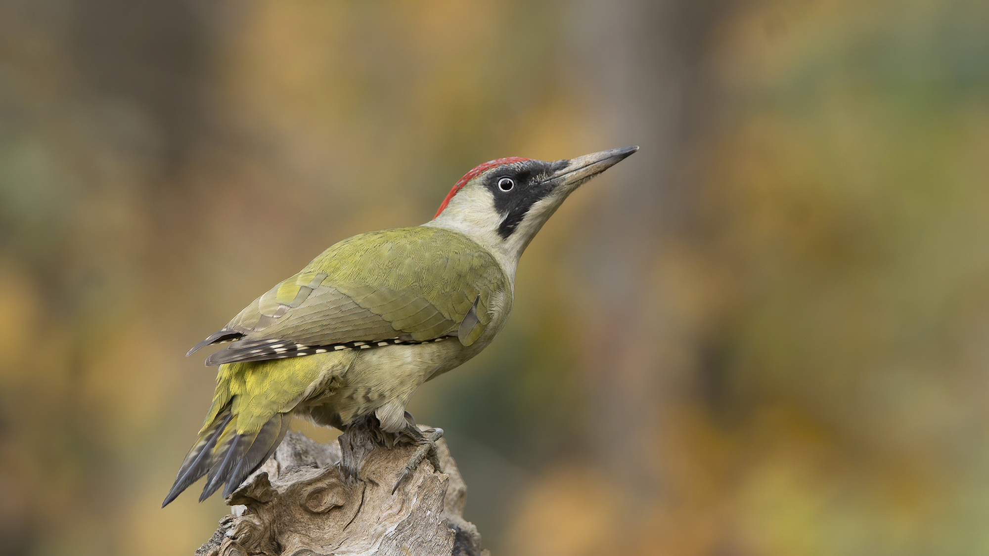 Green Woodpecker