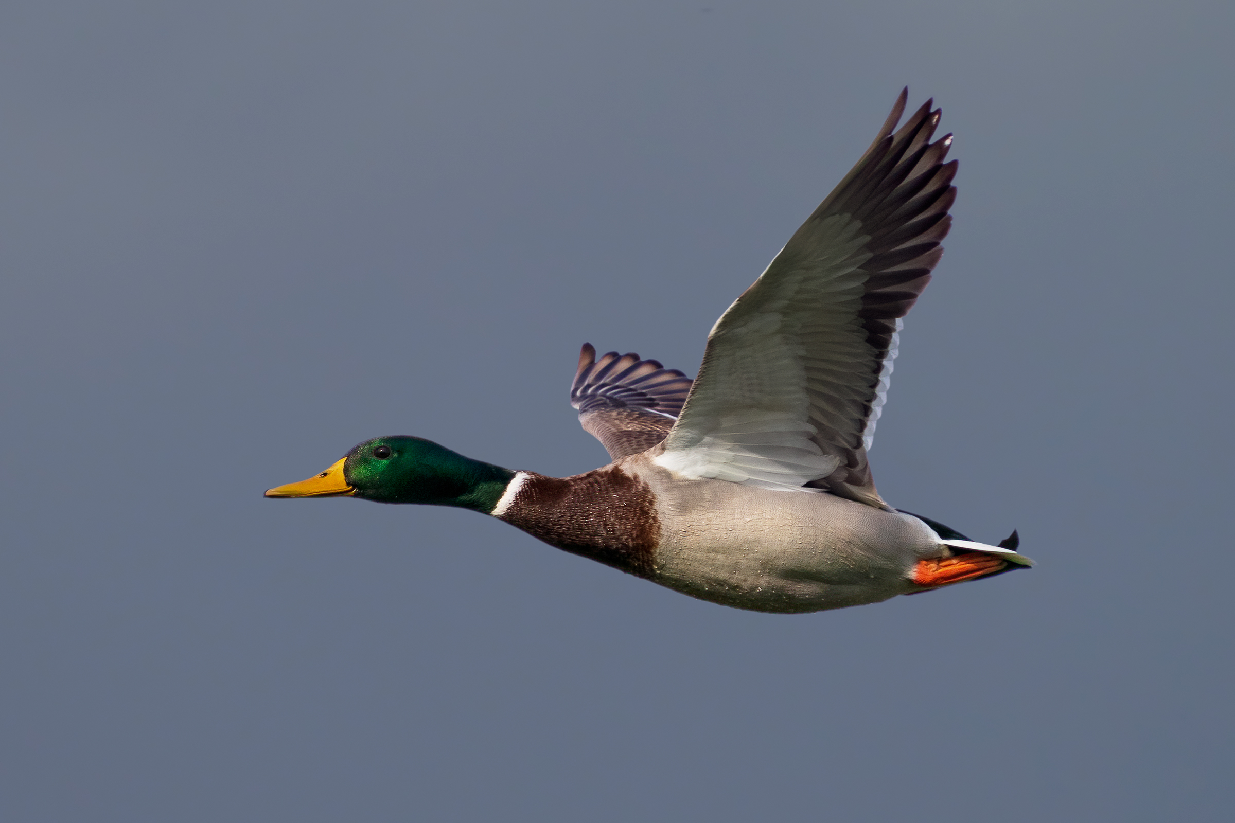 Contro un cielo di piombo _ Germano reale