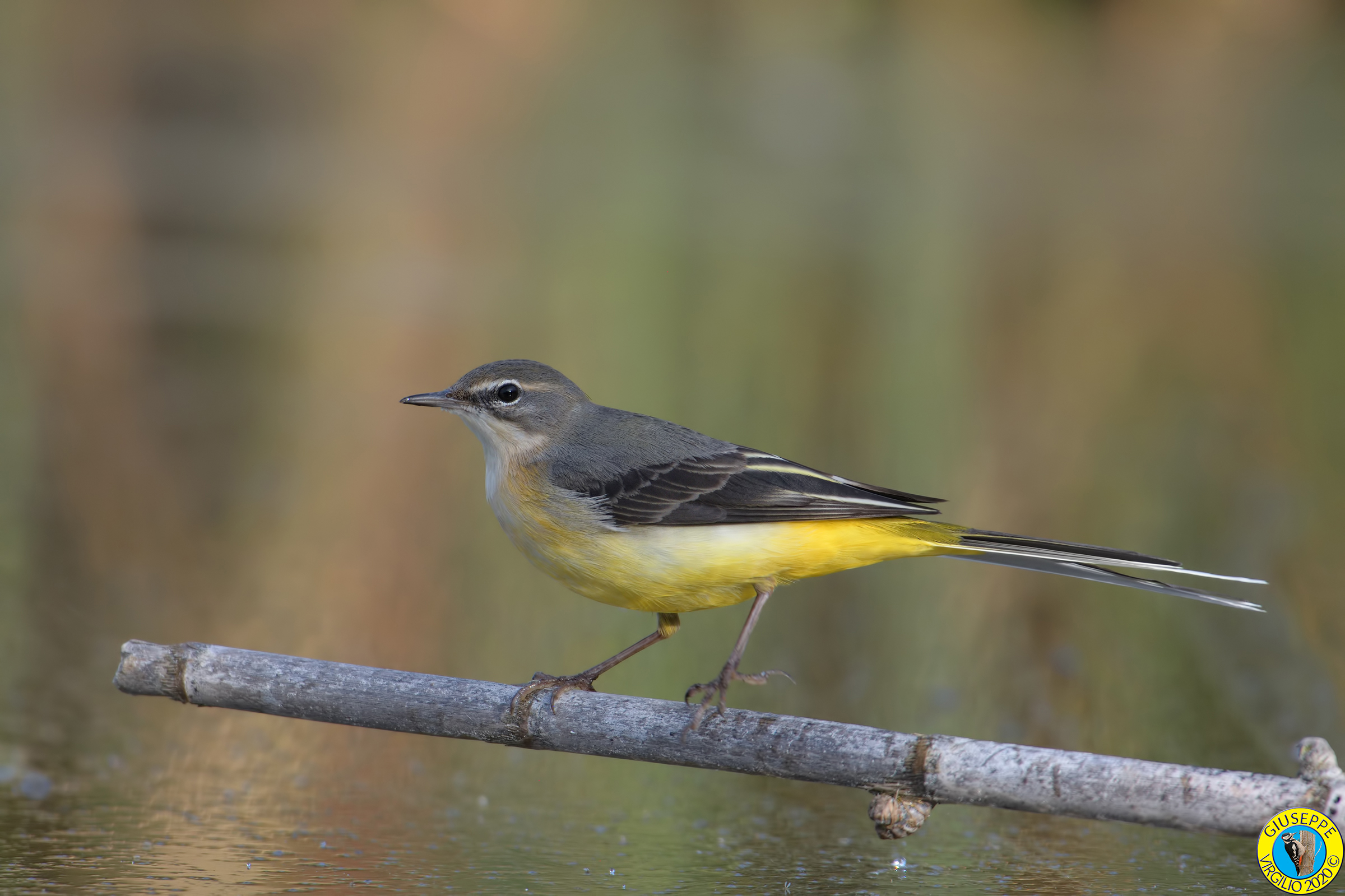 Ballerina Gialla  Motacilla cinereaSardegna)2020