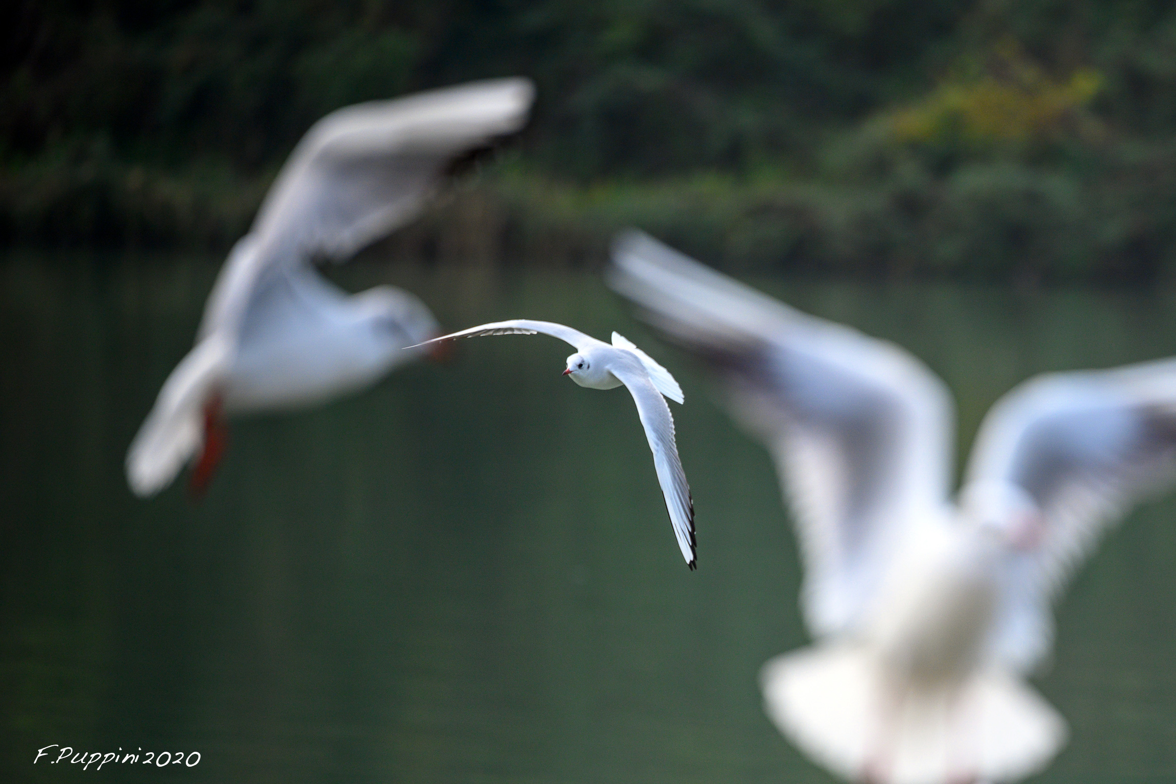 Prova Nikkor Z 70-200/2,8 S