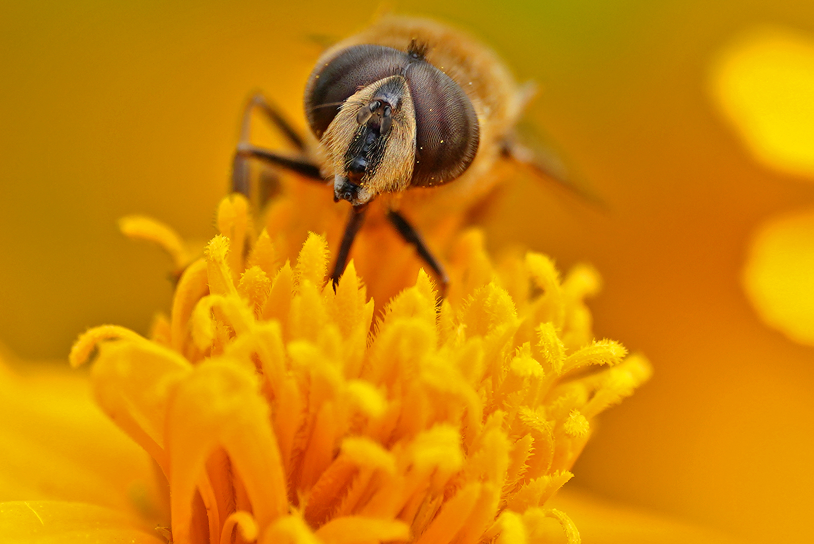 test Sigma 105 art macro DN