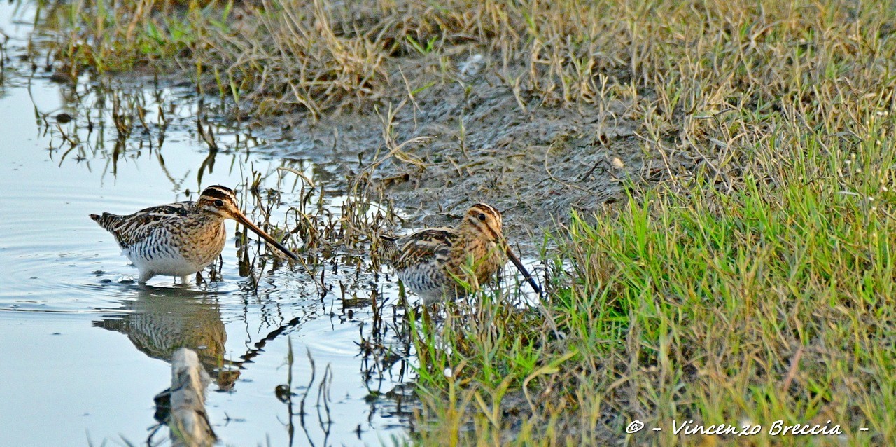 BECCACCINI - WIKIPEDIA