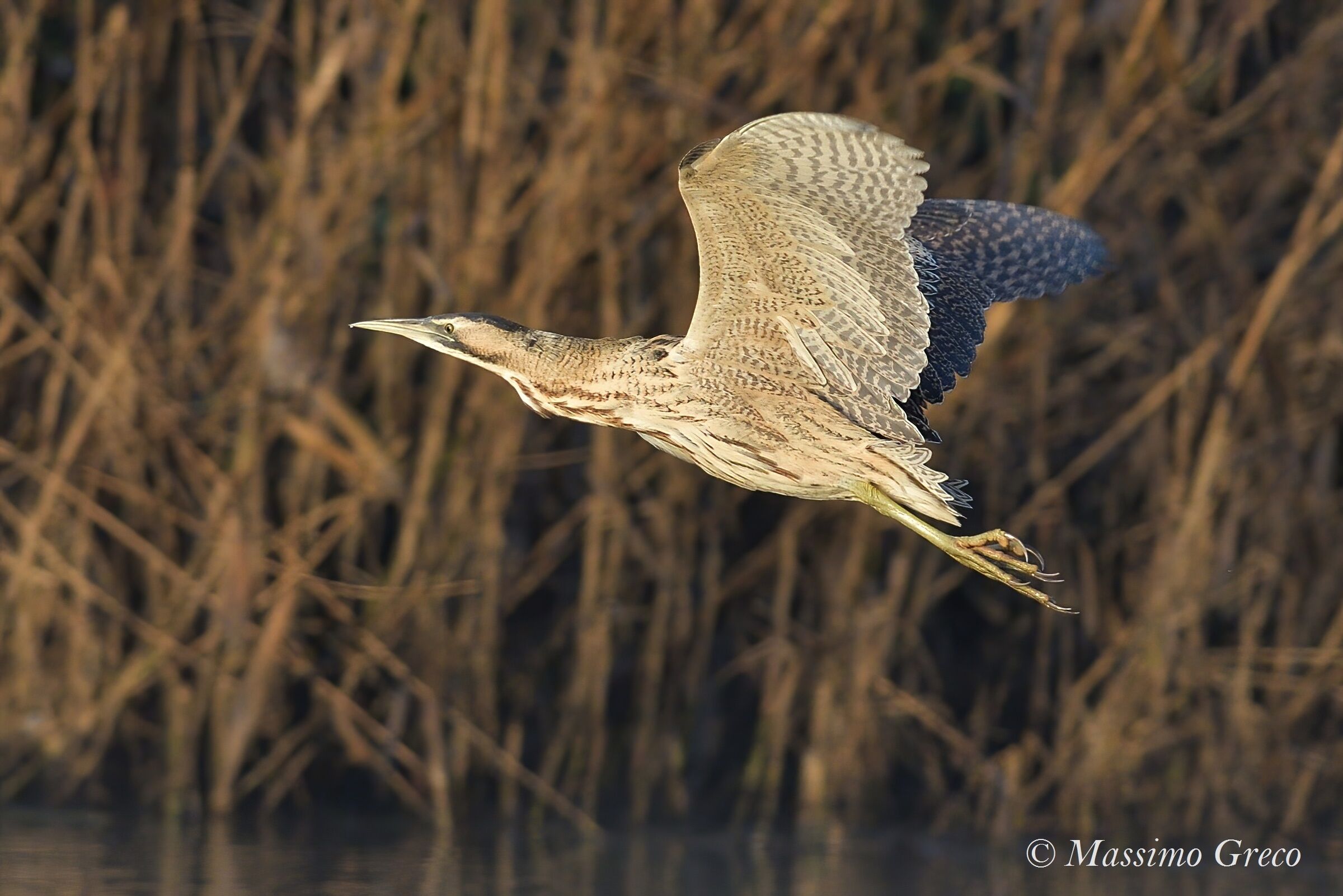 Tarabuso Department (Botaurus stellaris)
