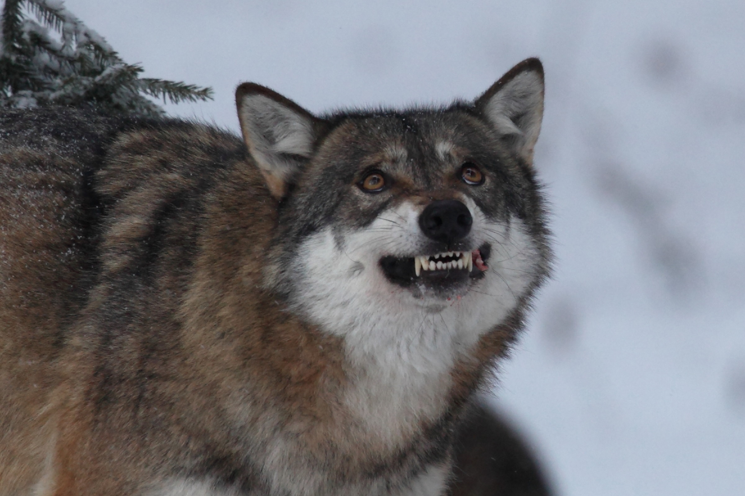 Wolf