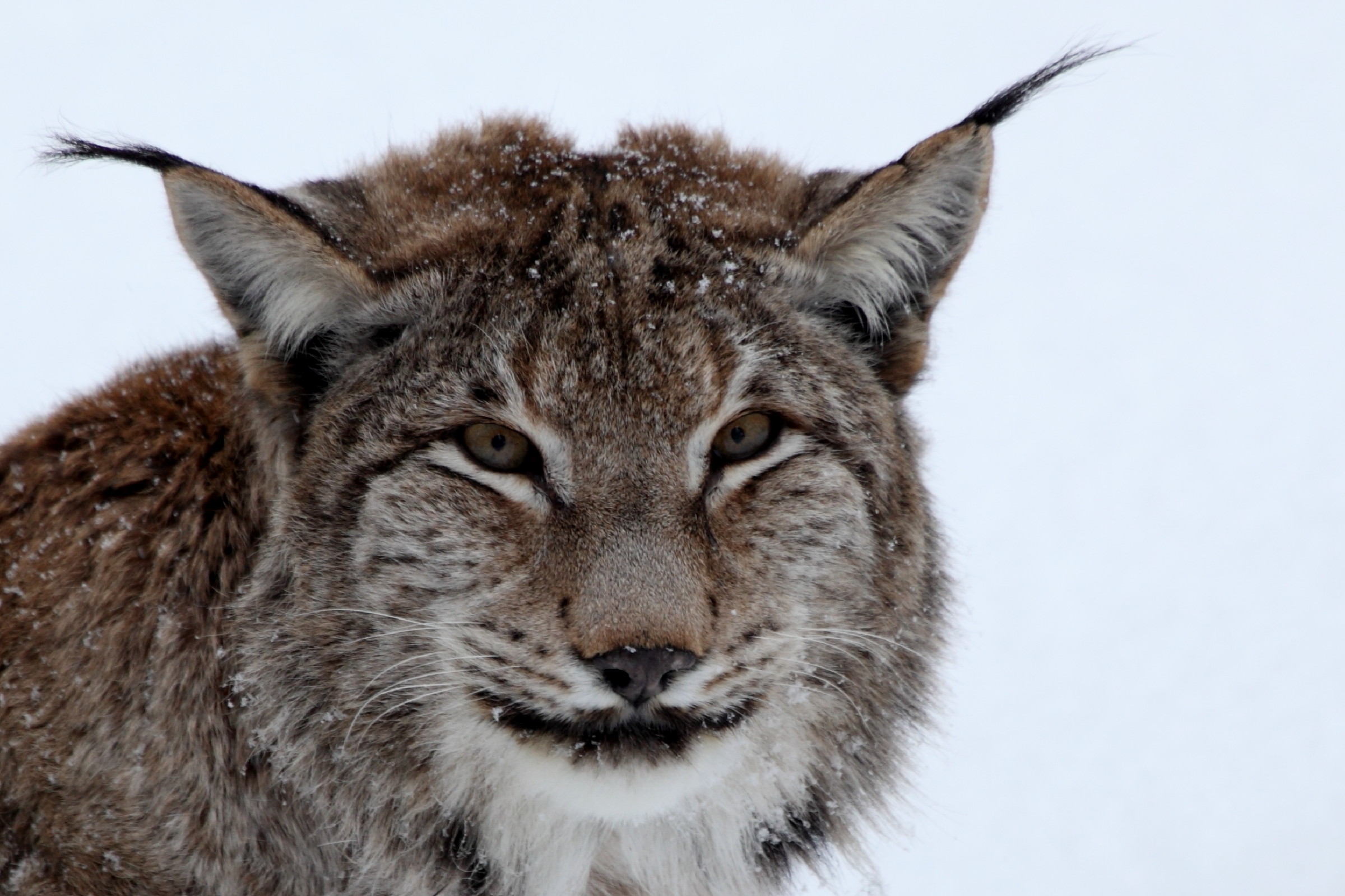 Lynx