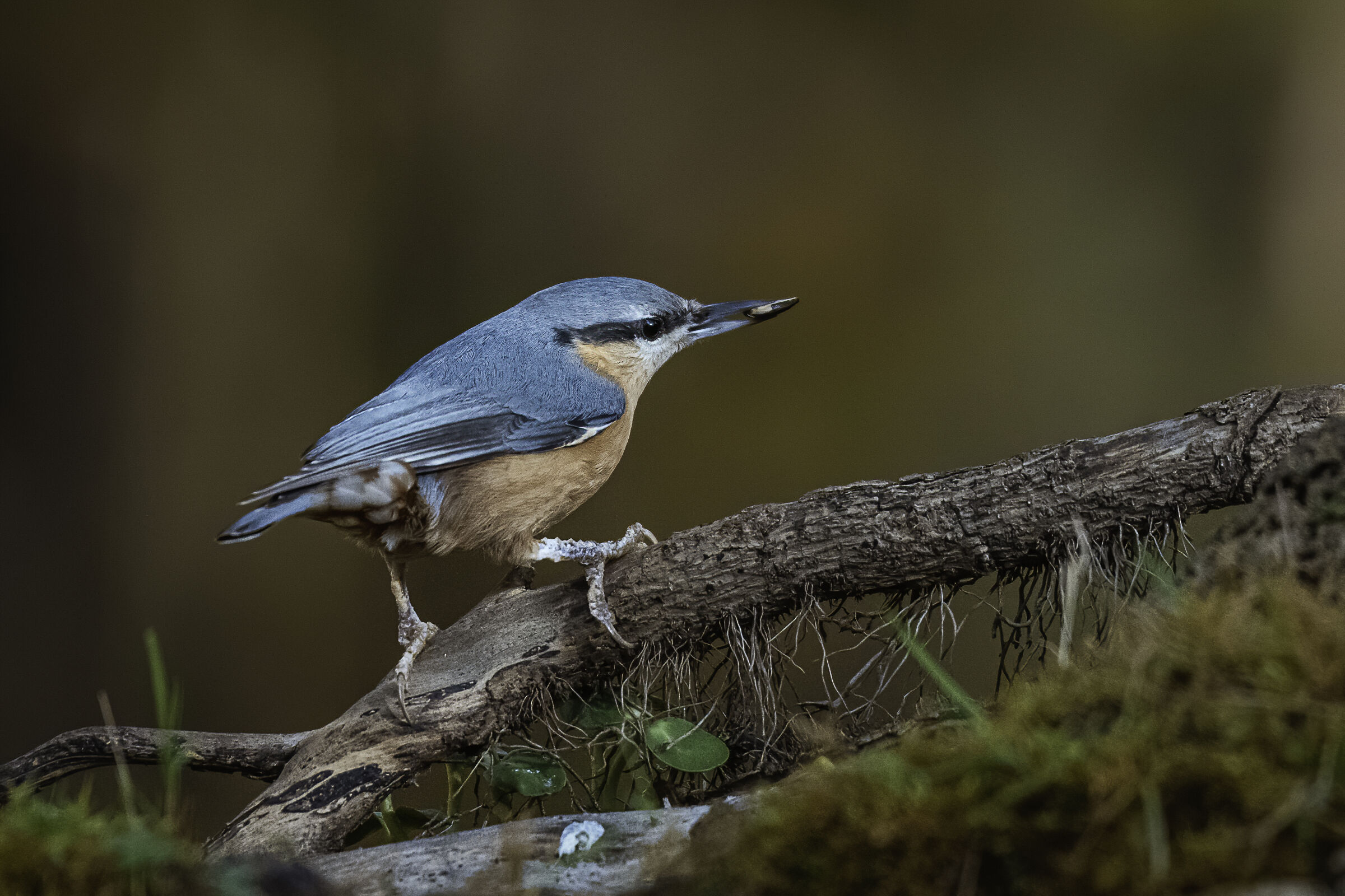 Picchio muratore (sitta europea)
