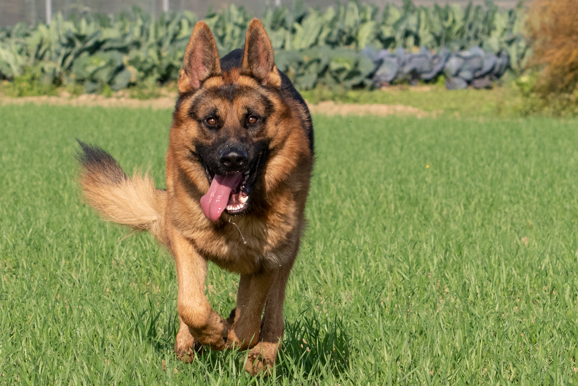 Napo German Shepherd