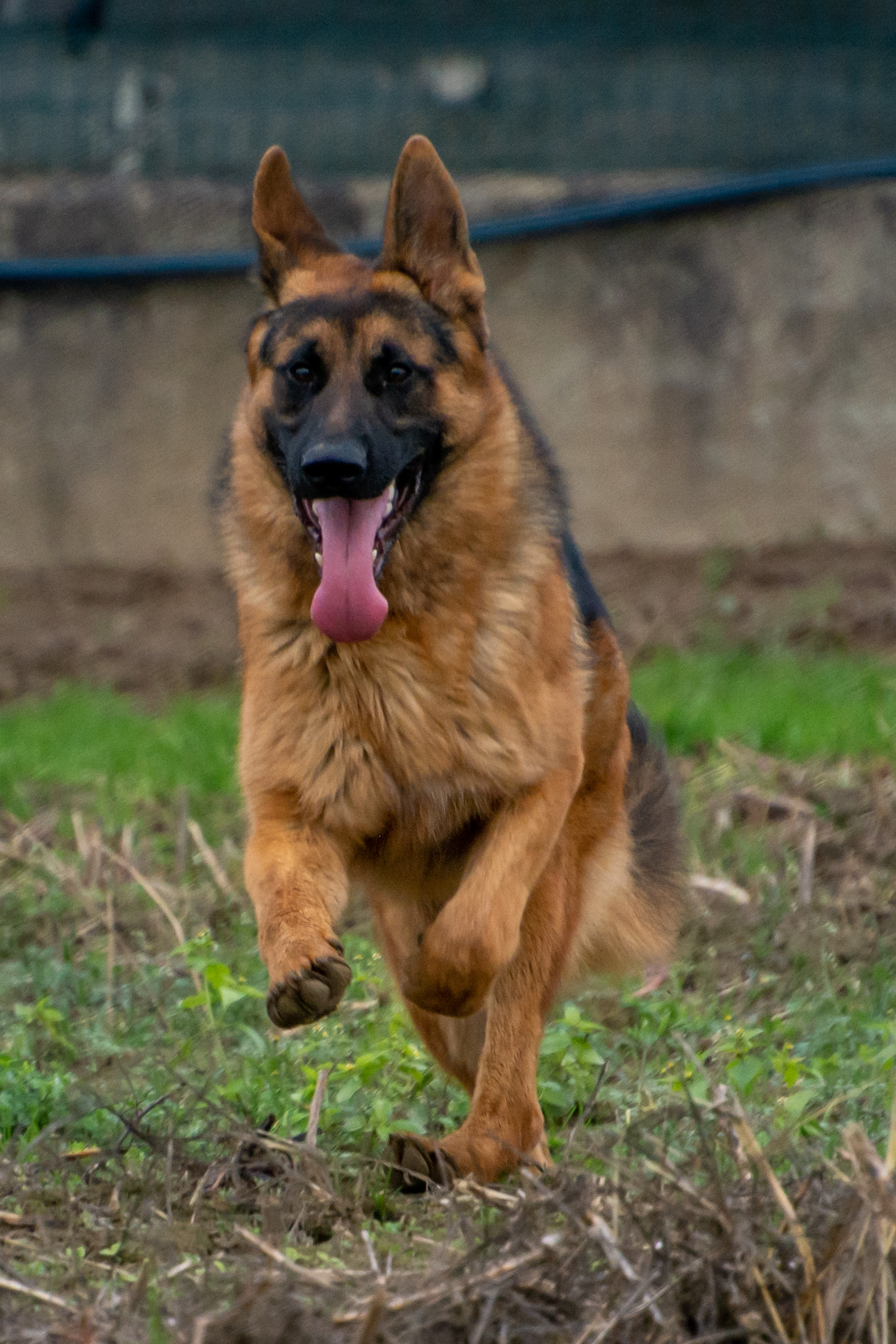 Napo in the running