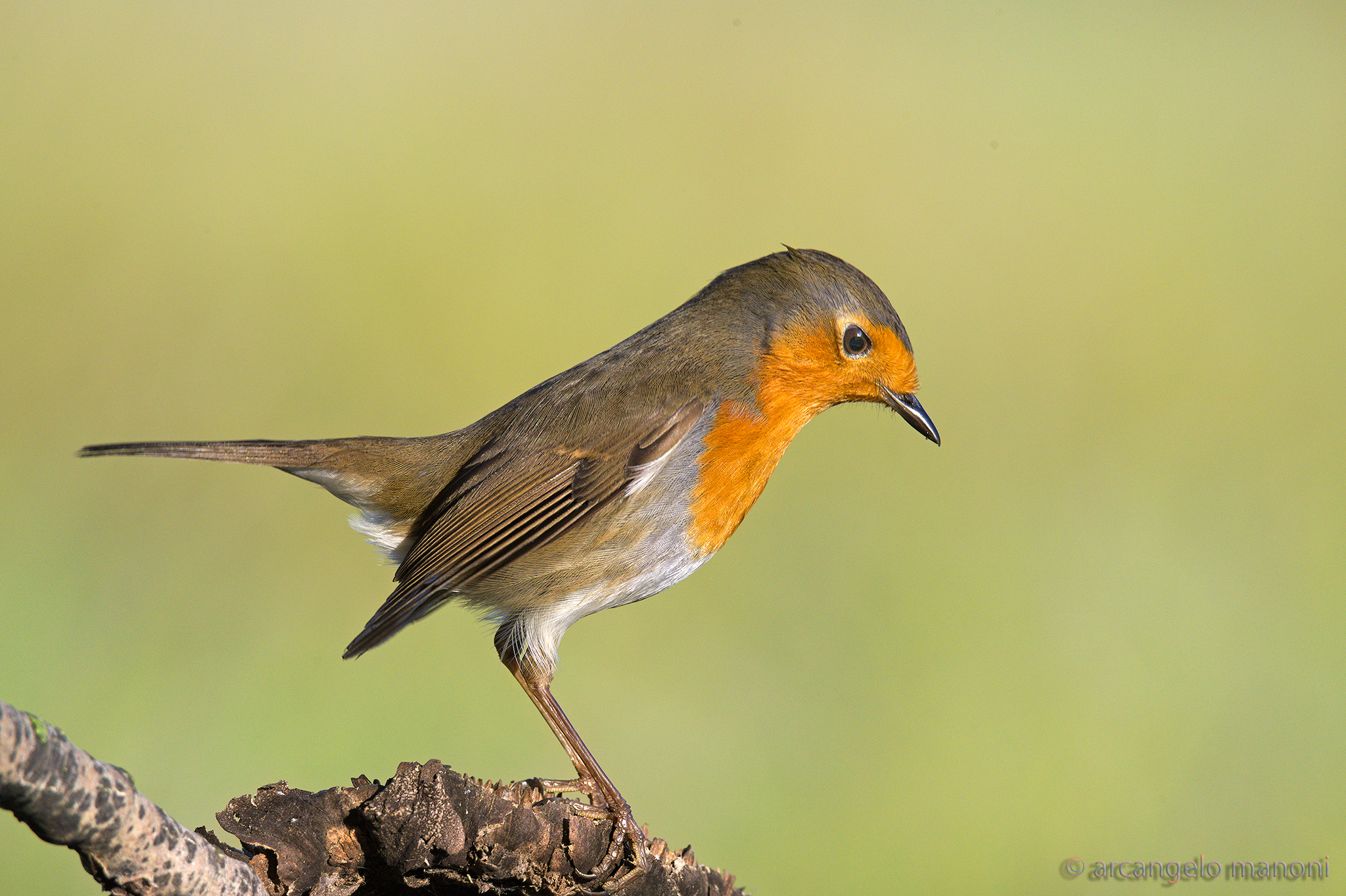 Welcome this morning robin in the red zone......