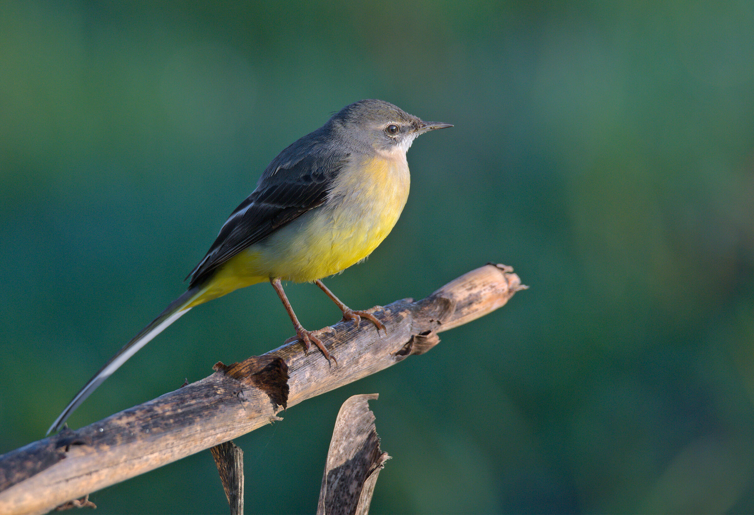 Last shot of yesterday before the red prison: bales