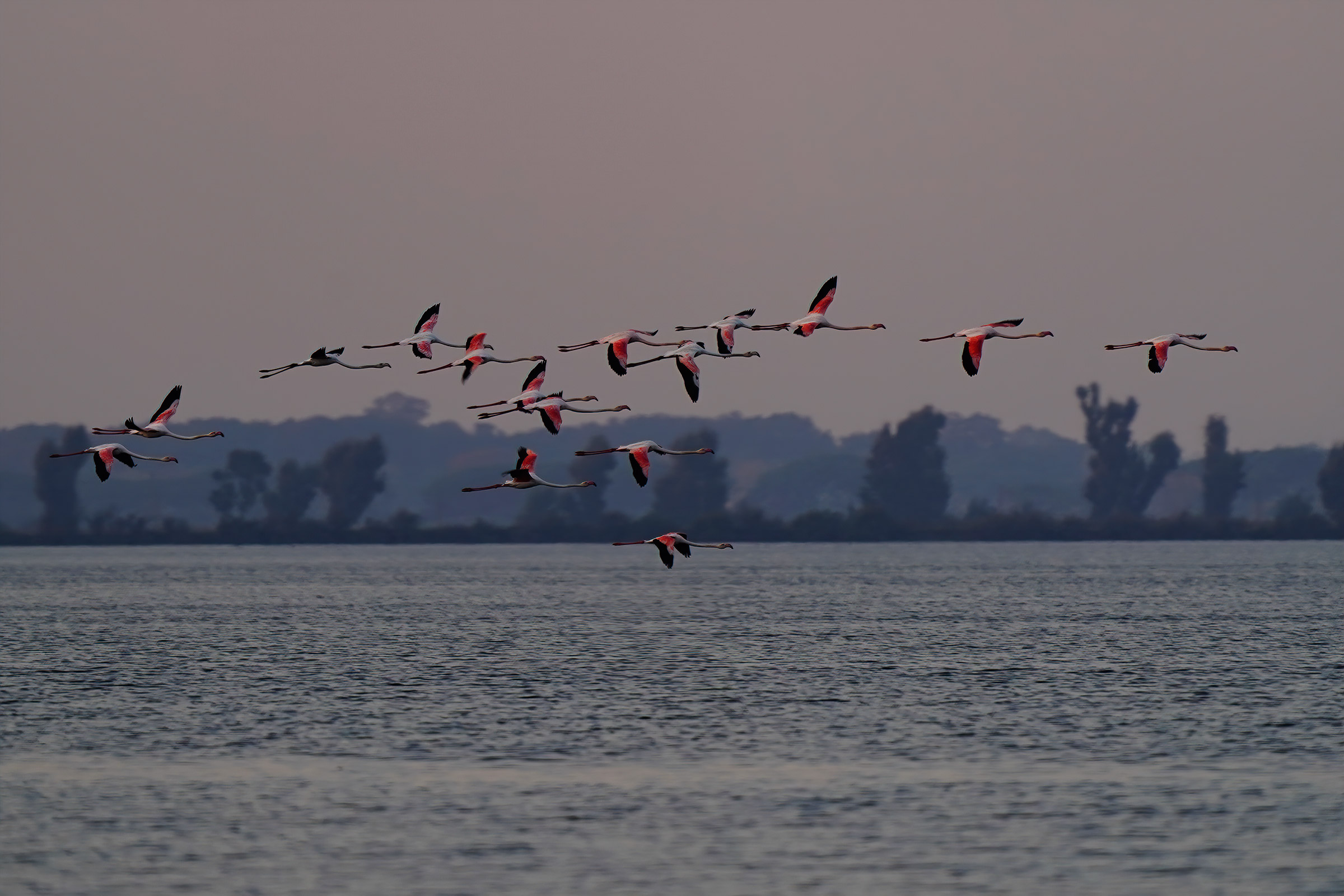 Fenicotteri all' ora blu