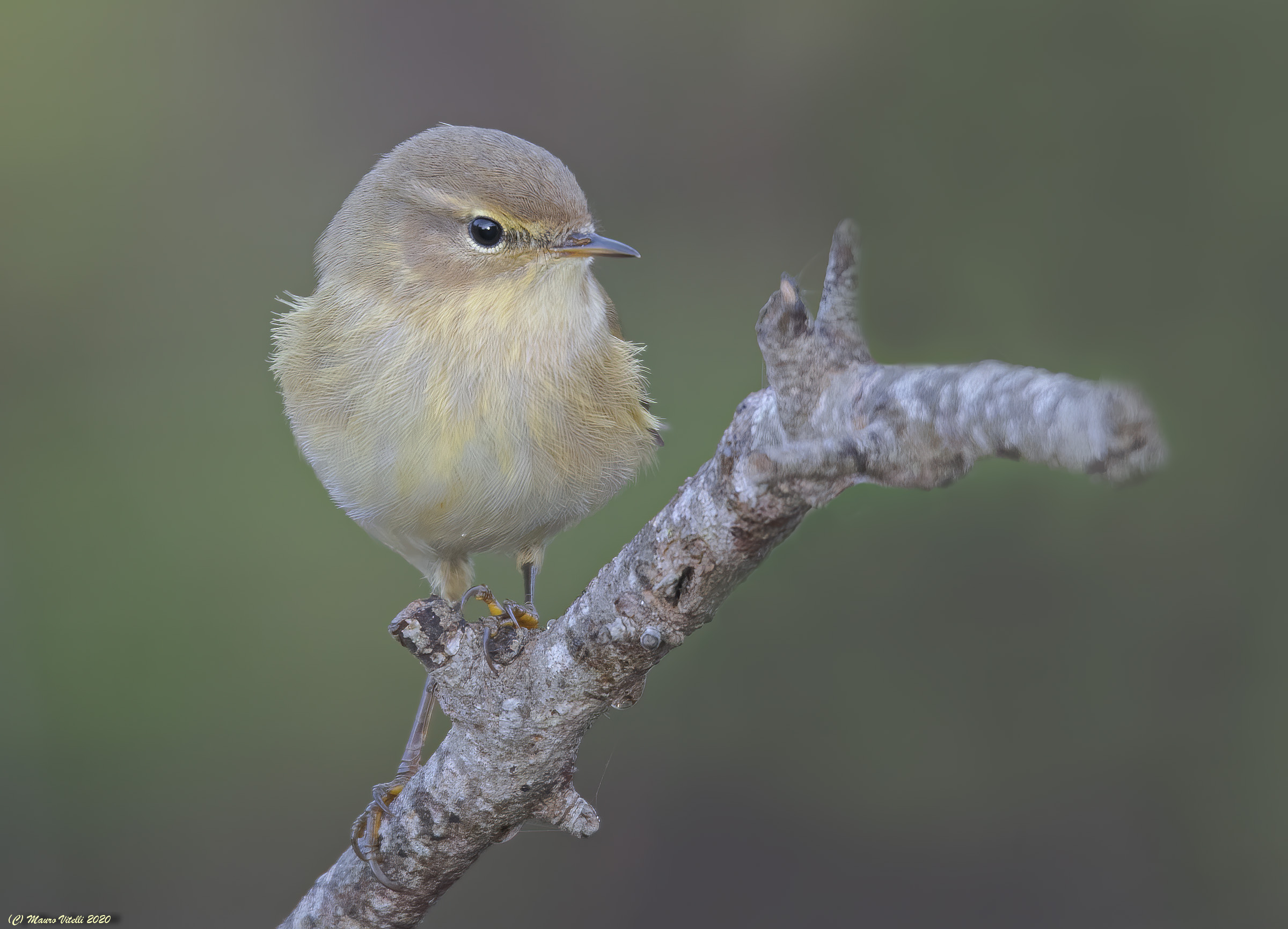 Luì Piccolo (Phylloscopus collybita)