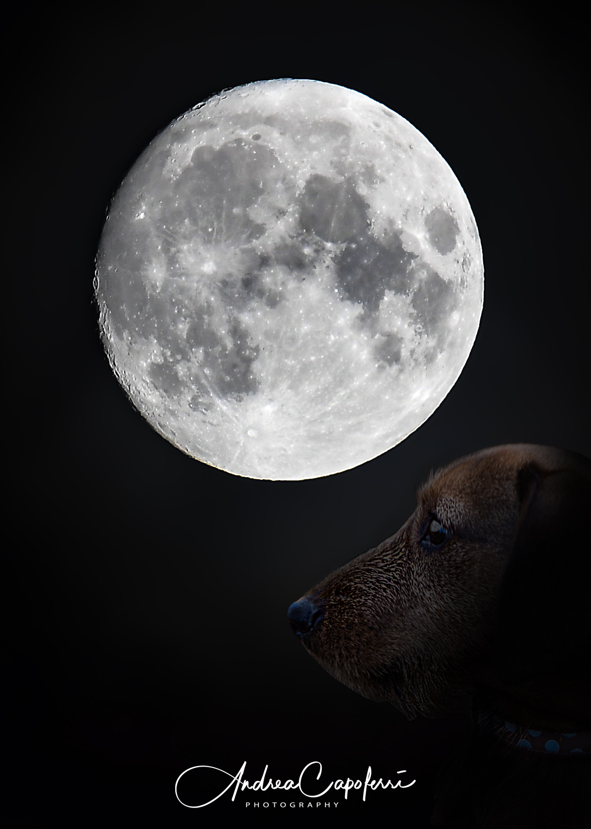 il lunatico