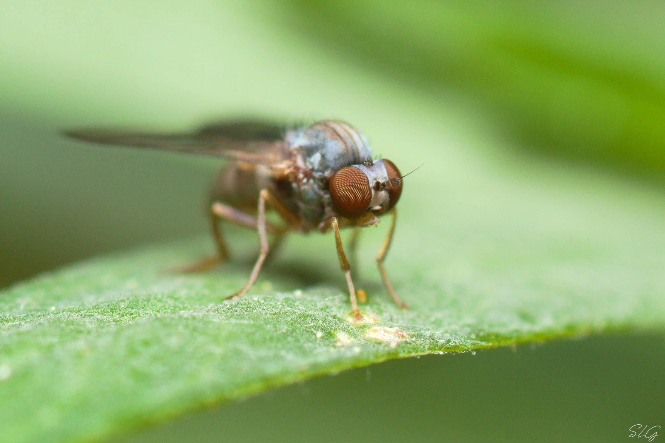 Fly on leaf
