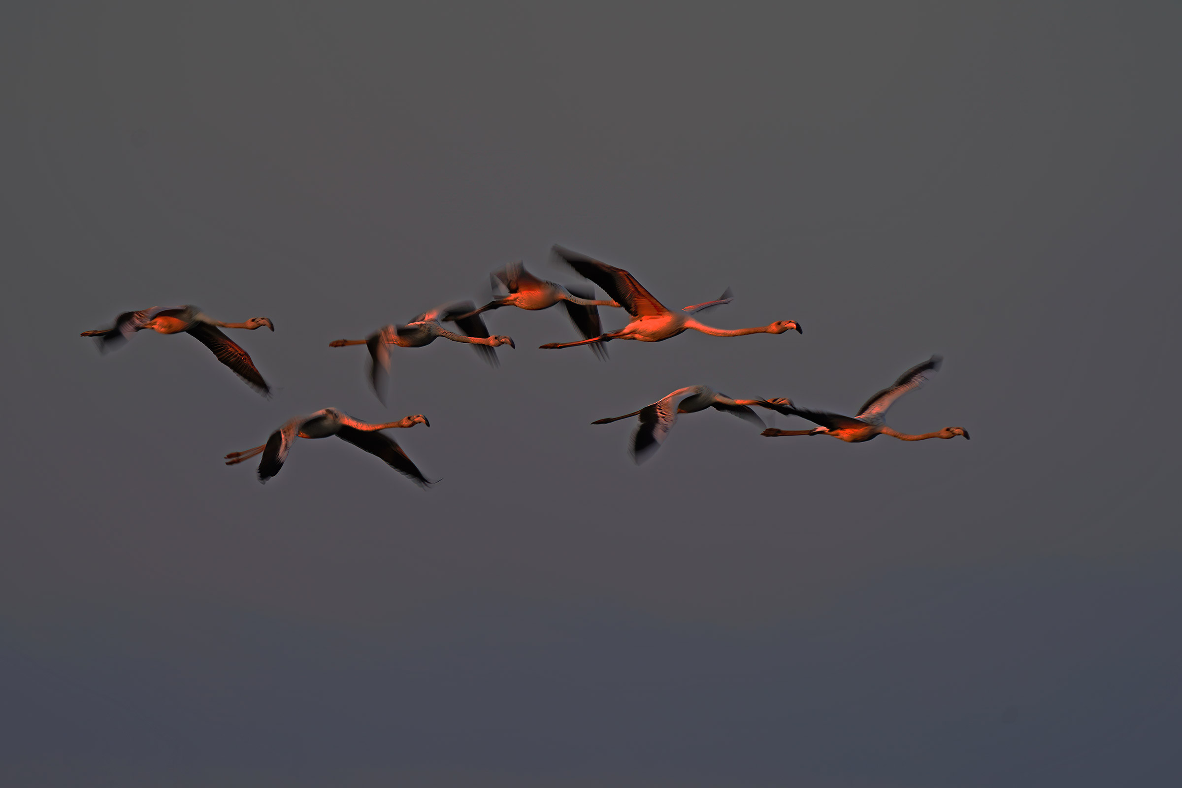 Fenicotteri all'ora blu