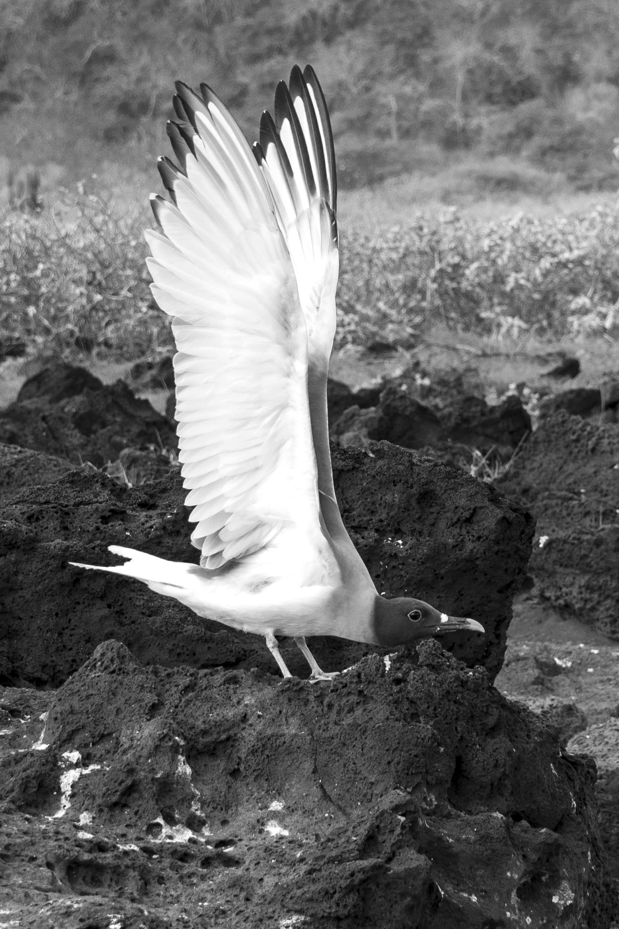 Gabbiano che spalanca le ali, San Cristobal, Galapagos
