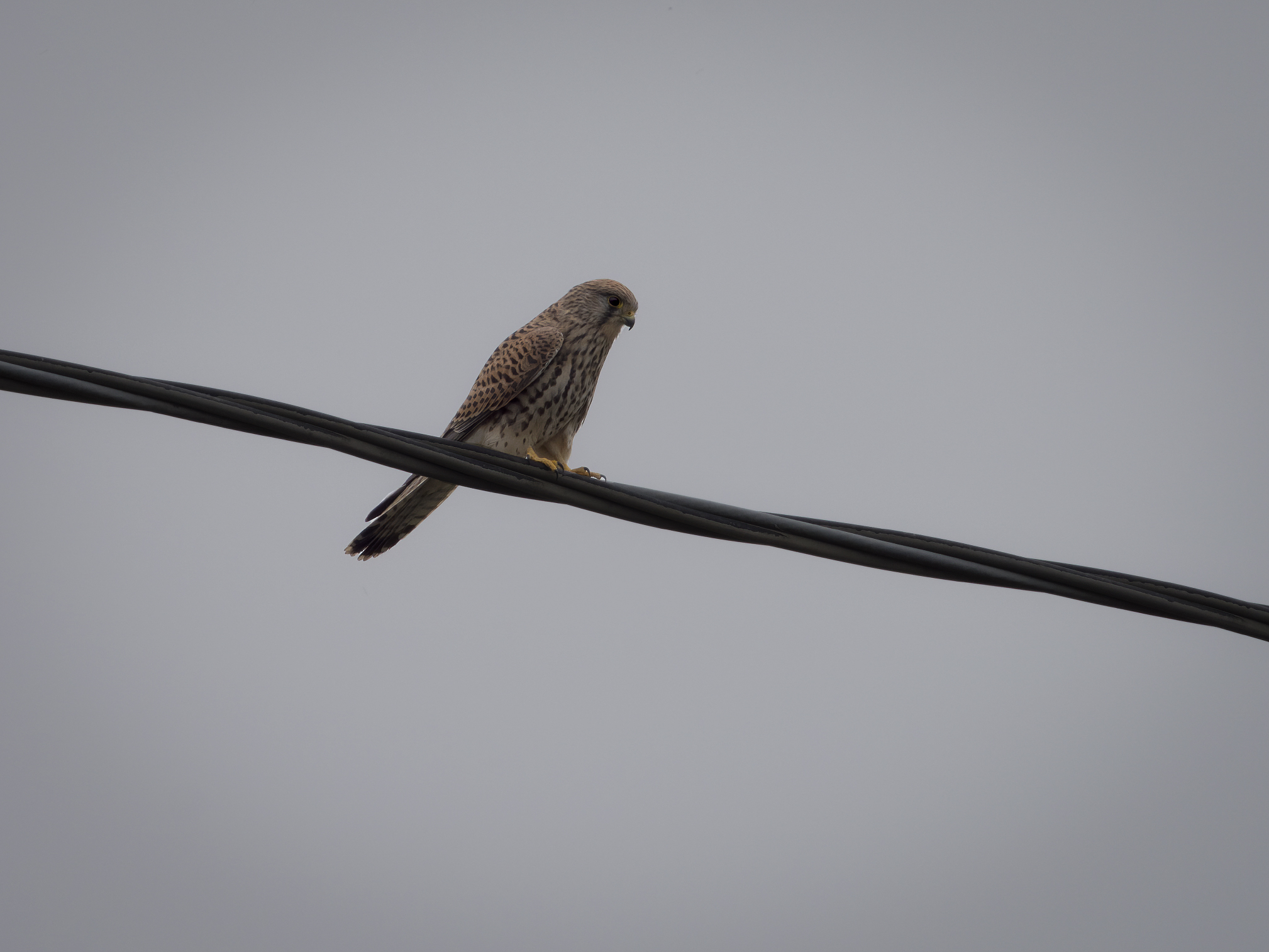 Kestrel