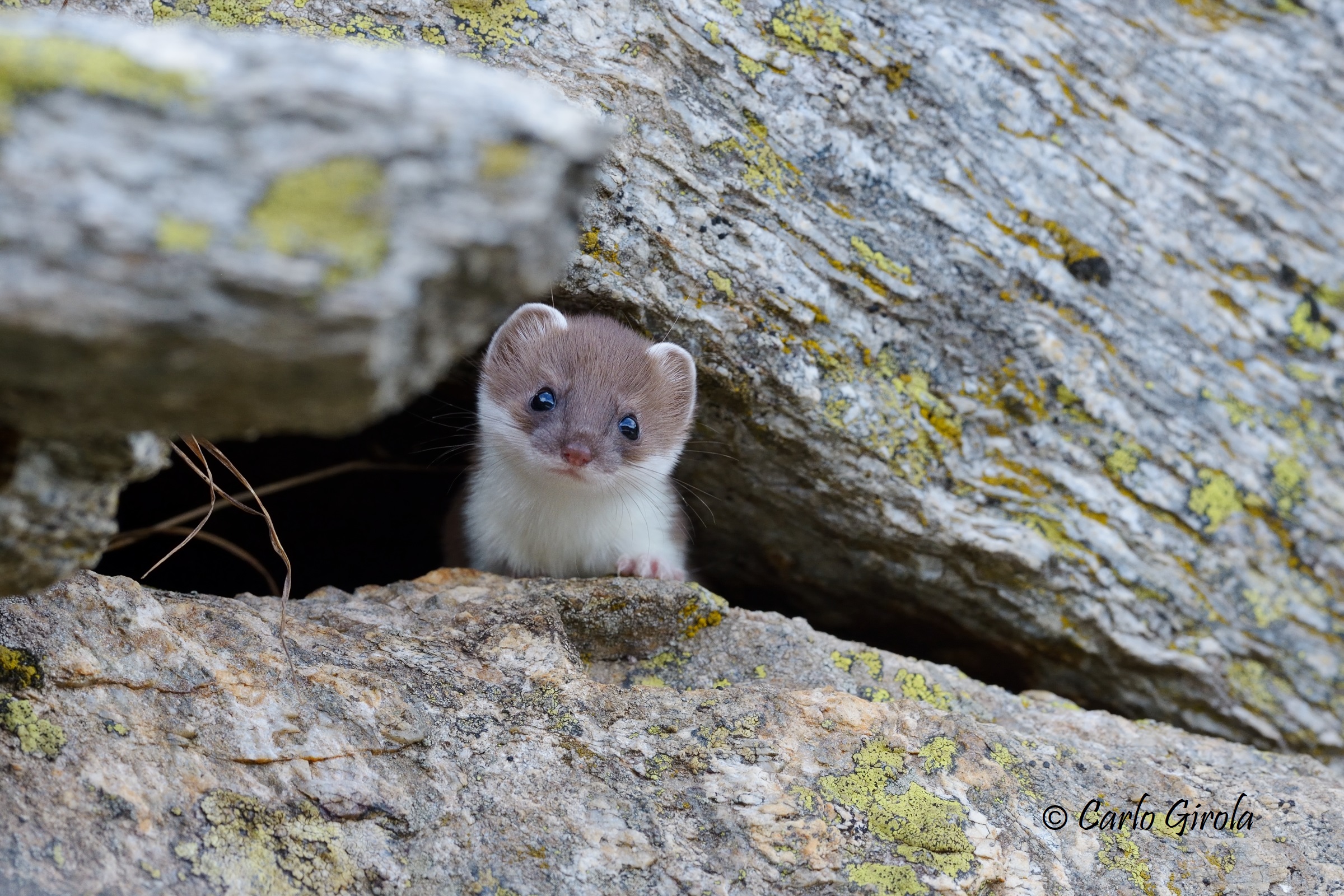 Occhi di Ermellino (Mustela erminea)