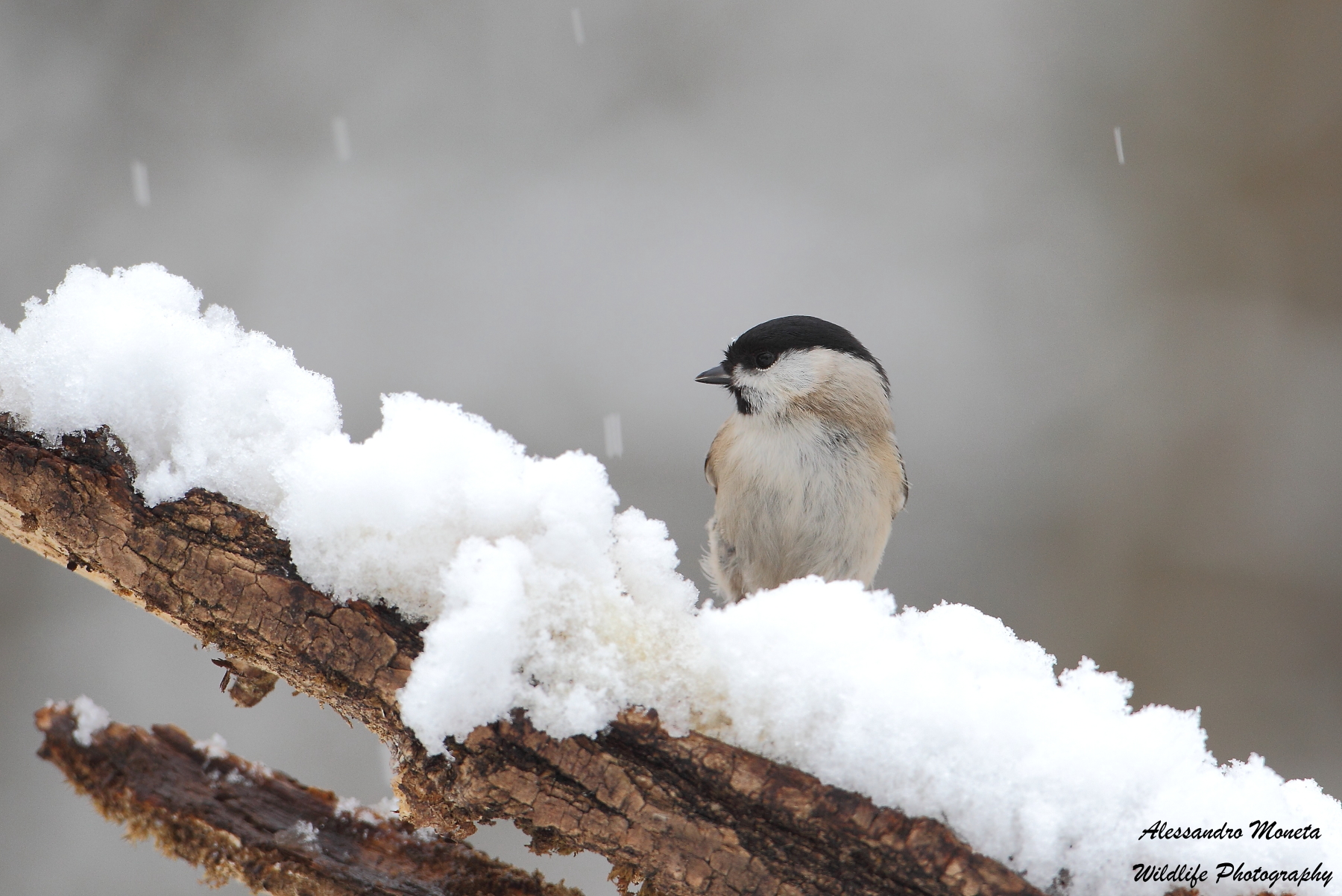 Marsh Tit under the snow