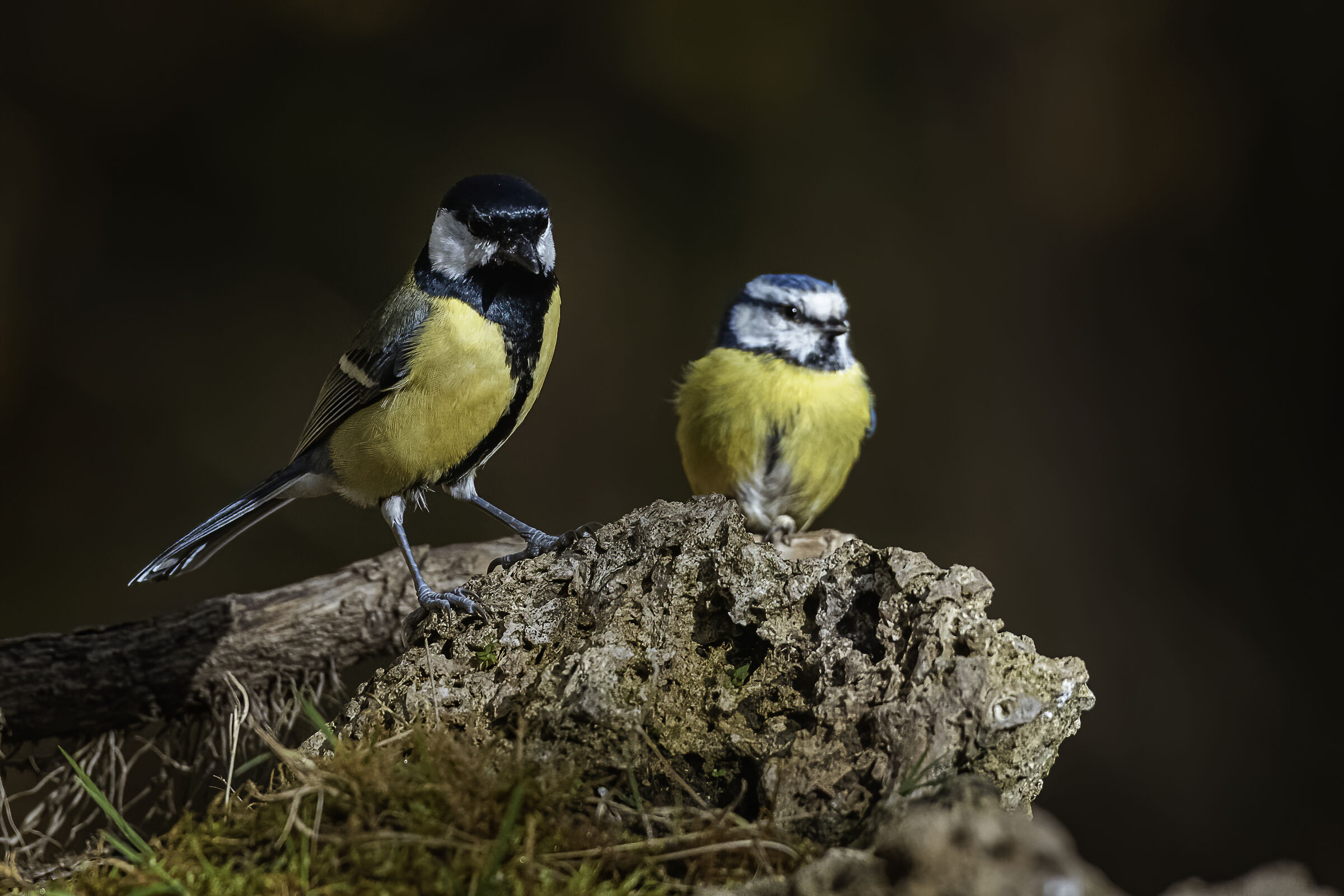 Ma ora questa che vuole???