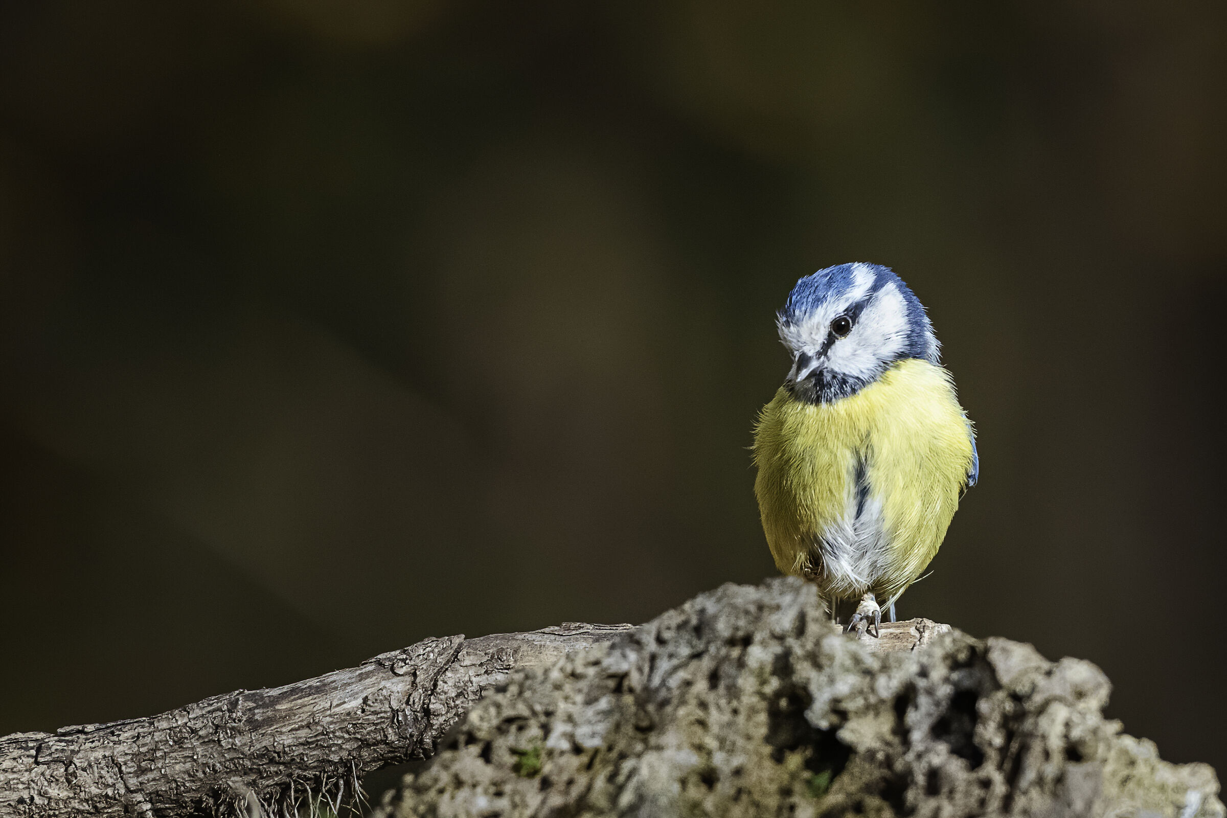 la cinciarella pensierosa