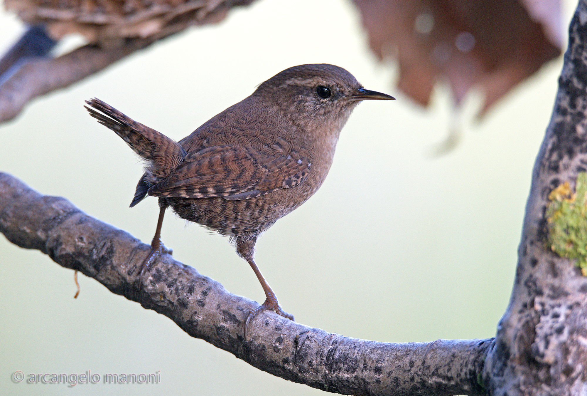 Backlight to the tiny wreard