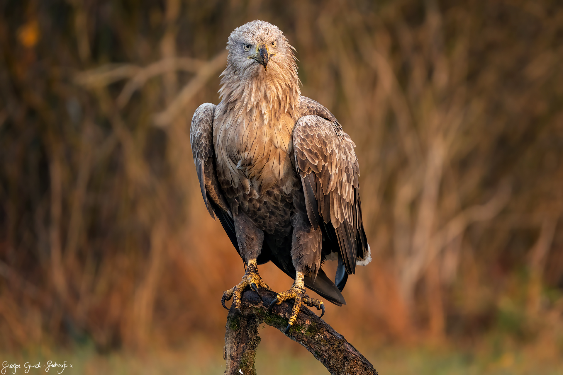 Non scherzare con me