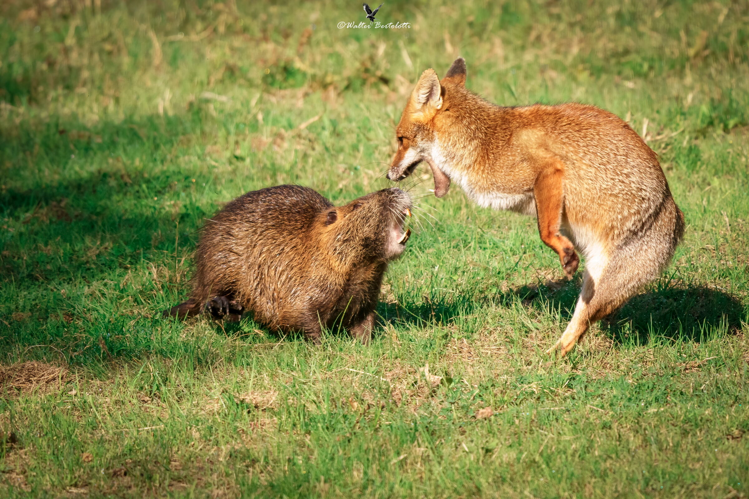 una discussione animata