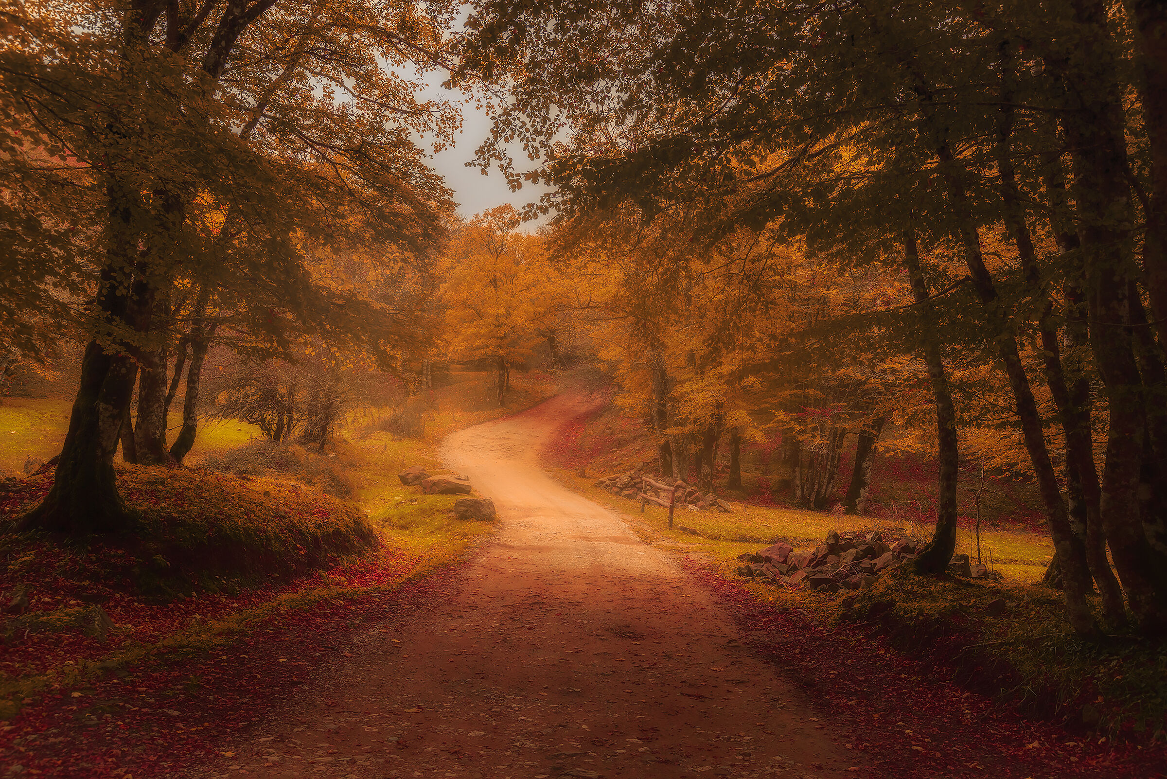 Looking for Little Red Riding Hood